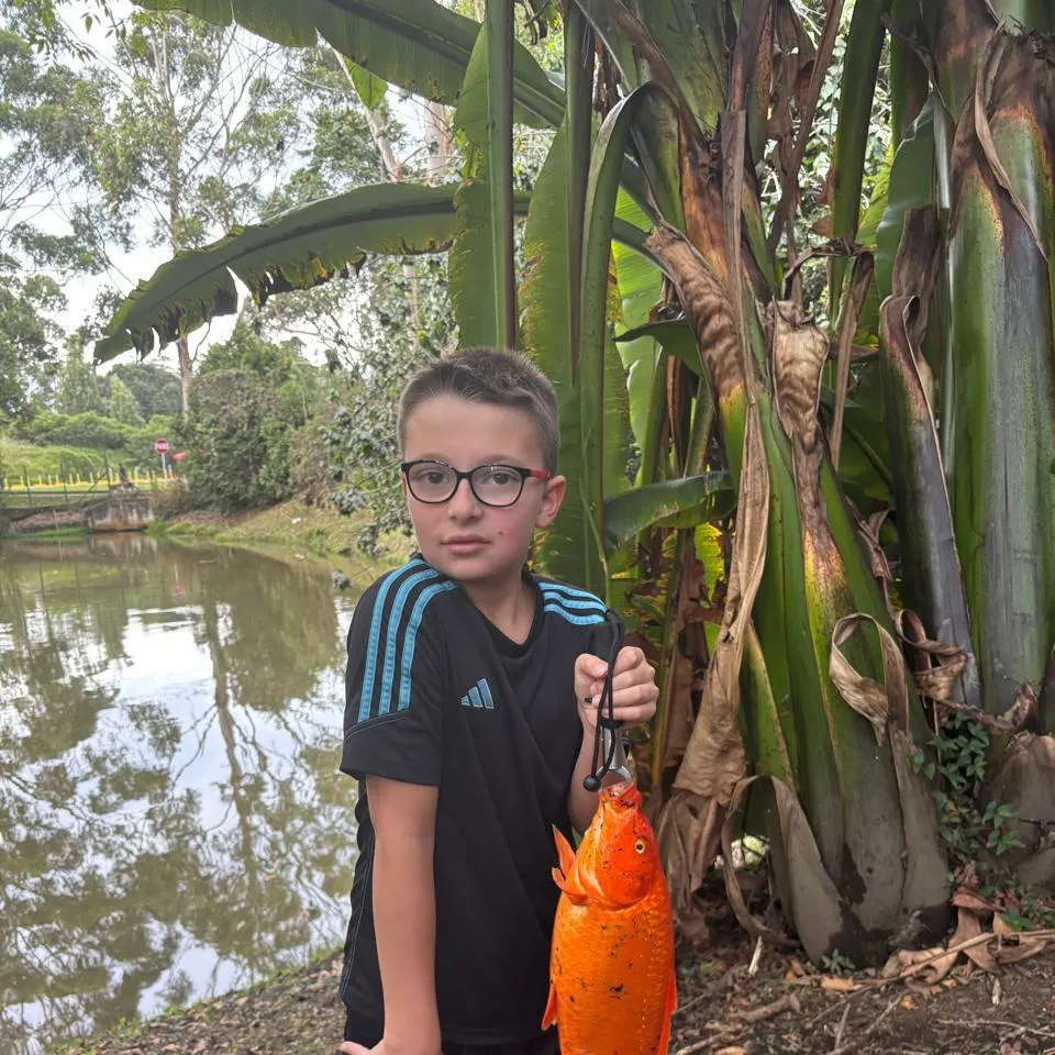 The most recent Koi carp catches on Fishbrain