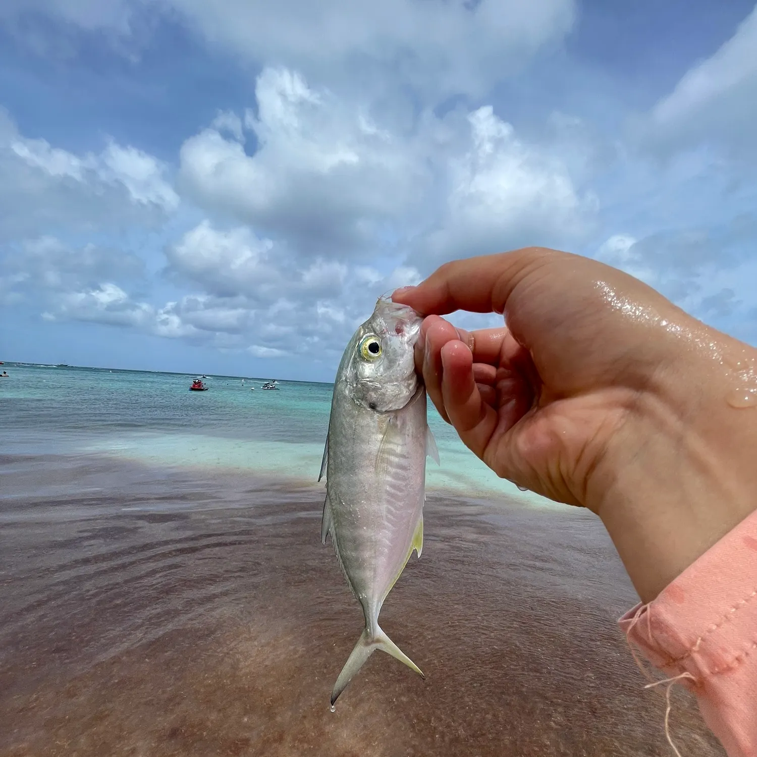 The most recent Bar jack catches on Fishbrain