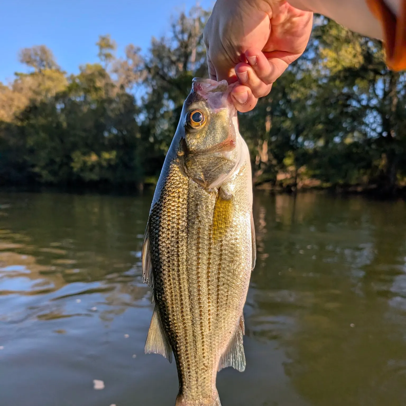 White bass caught on Fishbrain