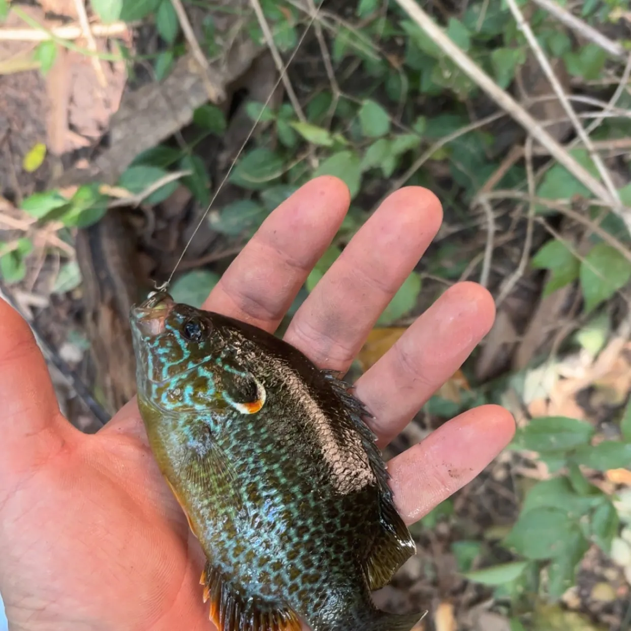 Greengill hybrid caught on Fishbrain