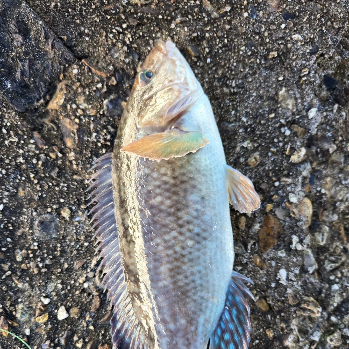 The most popular recent Cuckoo wrasse catch on Fishbrain