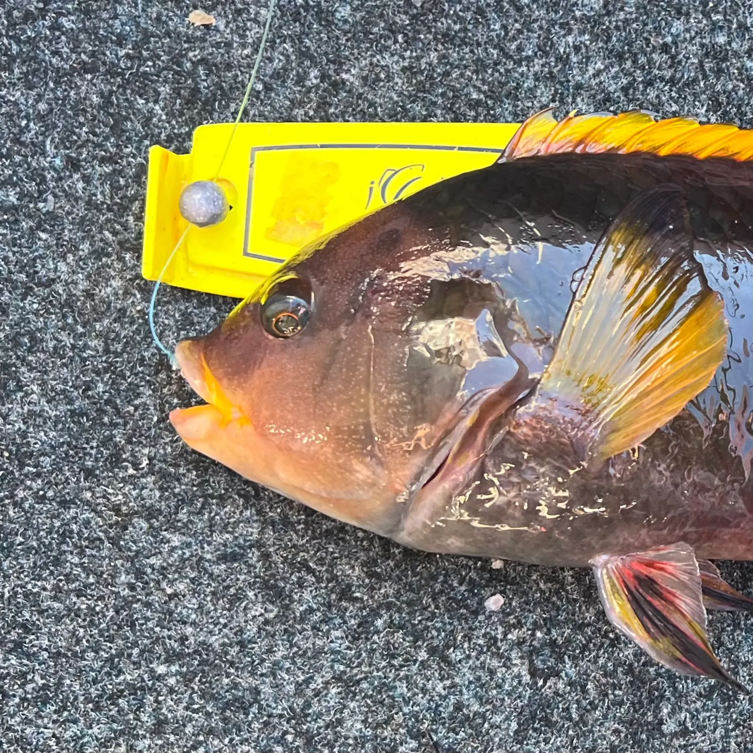 The most recent Crimsonband wrasse catches on Fishbrain