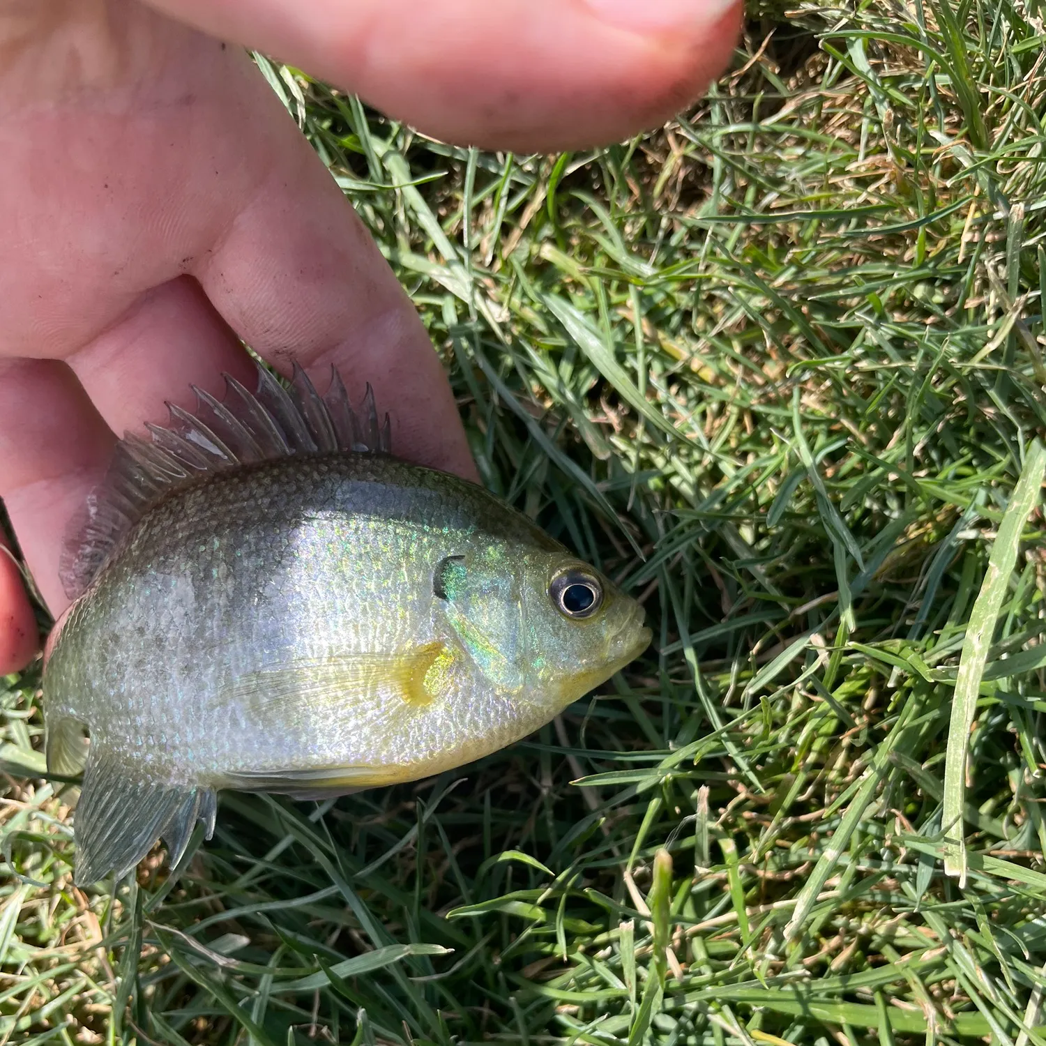 Fish caught on Fishbrain