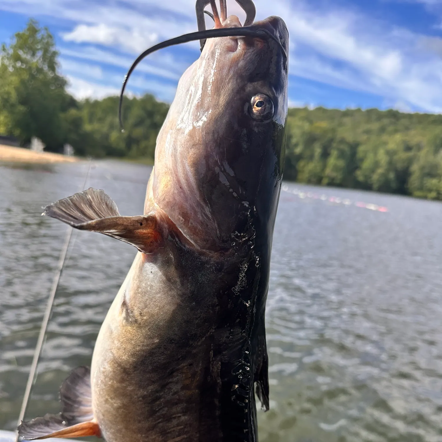 Channel catfish caught on Fishbrain