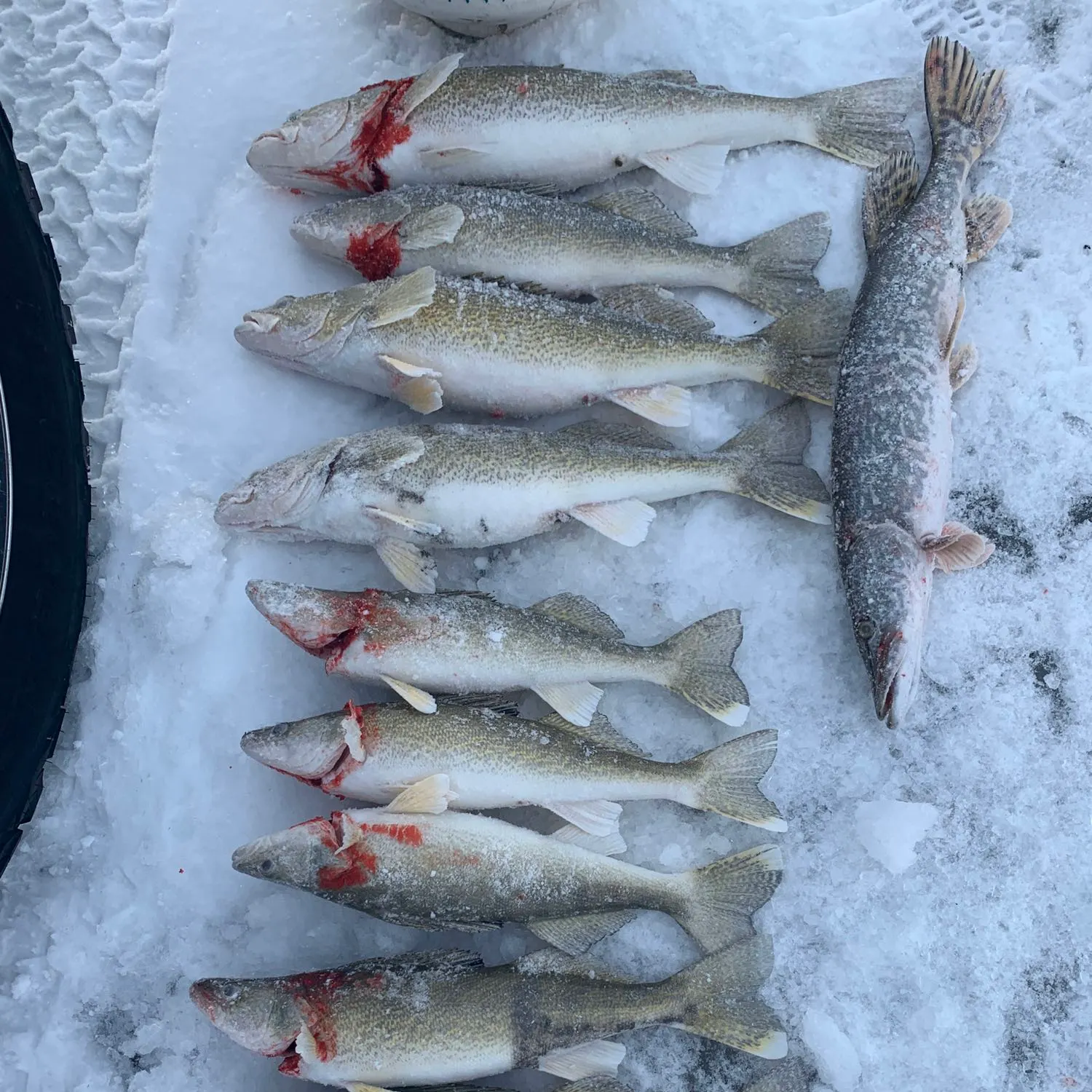 recently logged catches