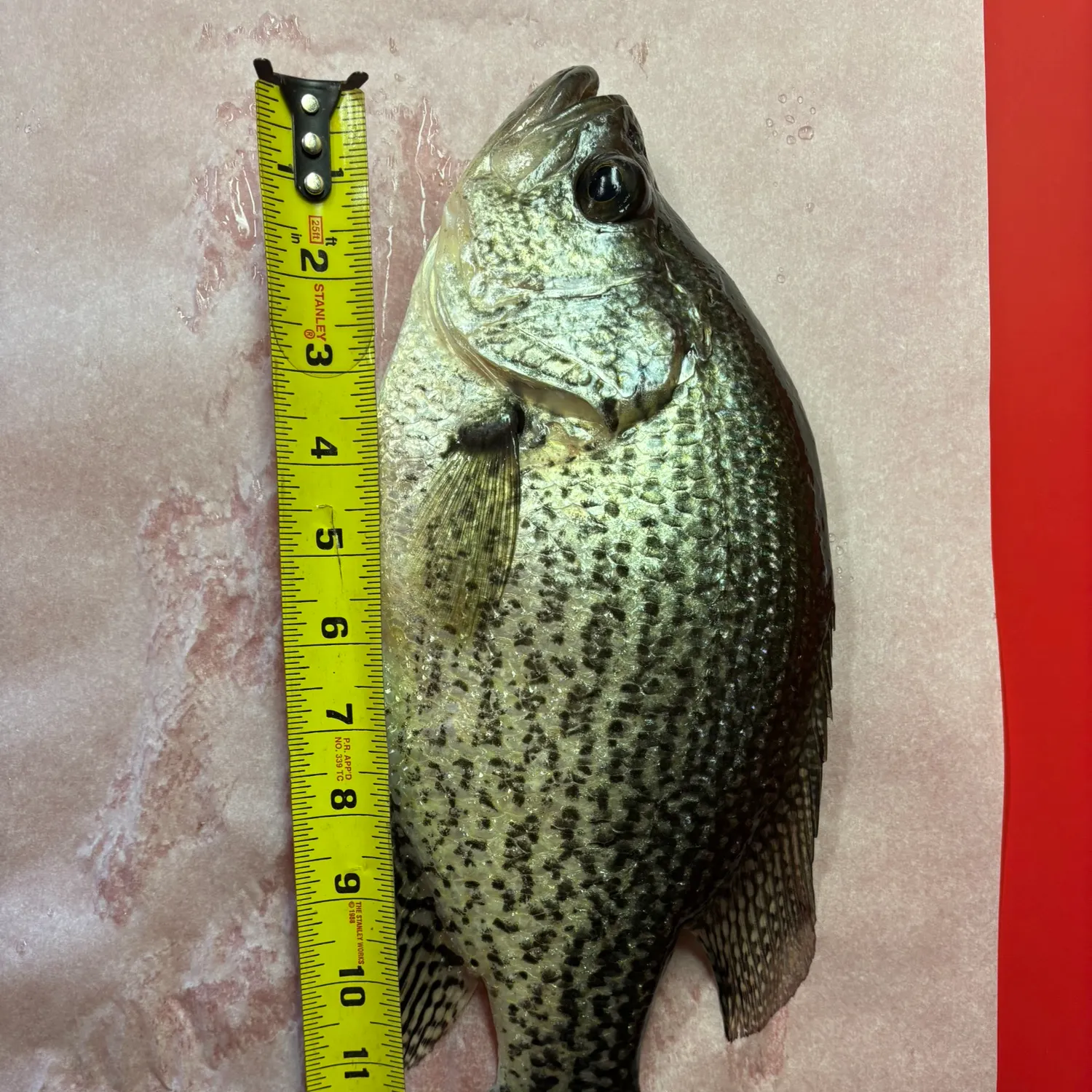 recently logged catches