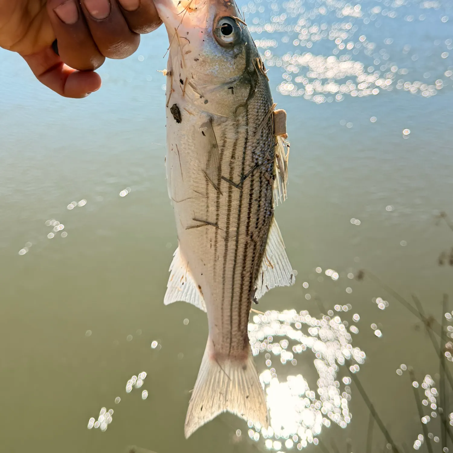 Striped bass caught on Fishbrain