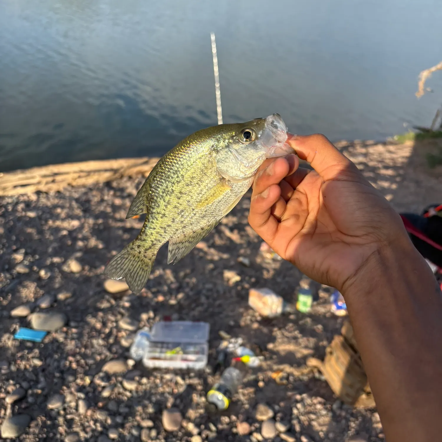 White crappie caught on Fishbrain