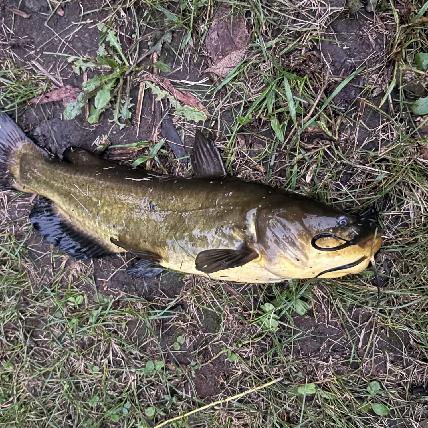 Yellow bullhead caught on Fishbrain