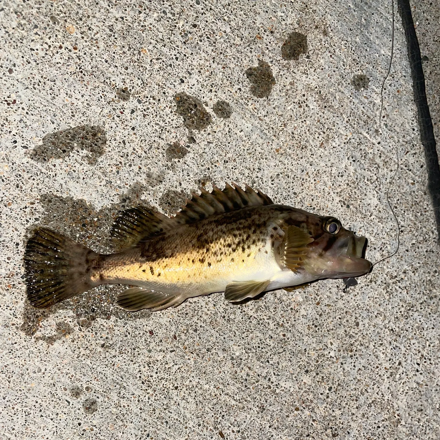 The most recent Japanese white seaperch catches on Fishbrain