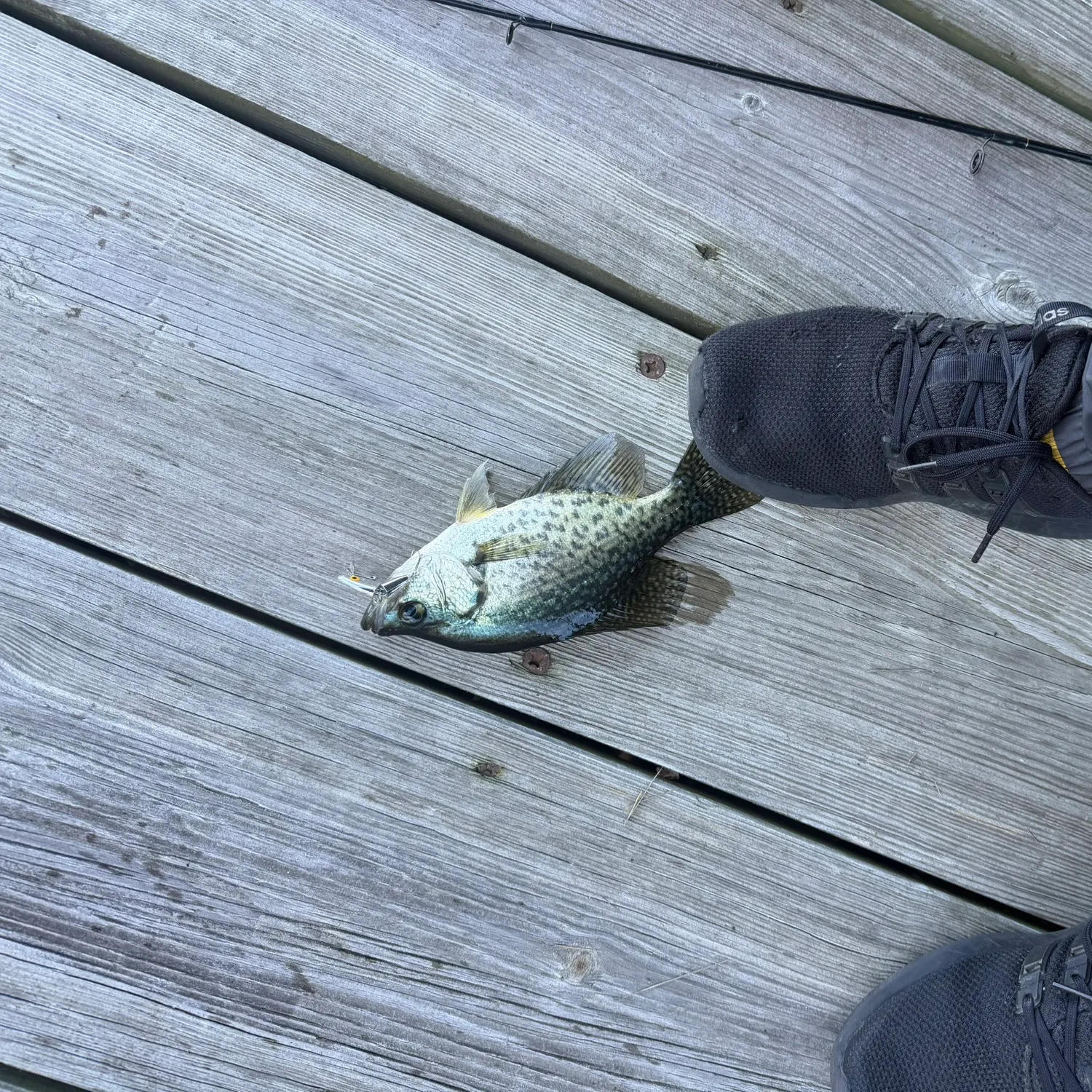Black crappie caught on Fishbrain