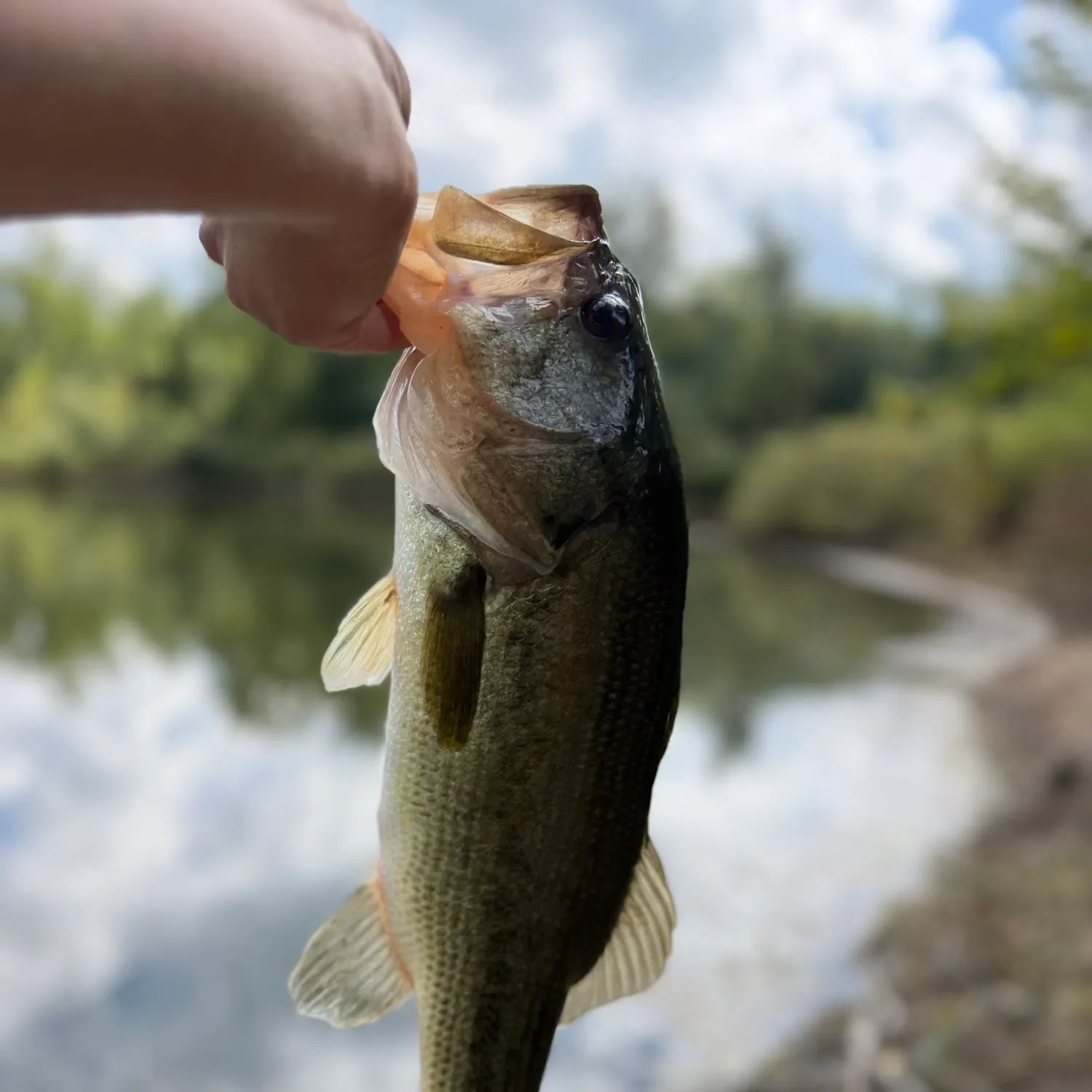Largemouth bass caught on Fishbrain