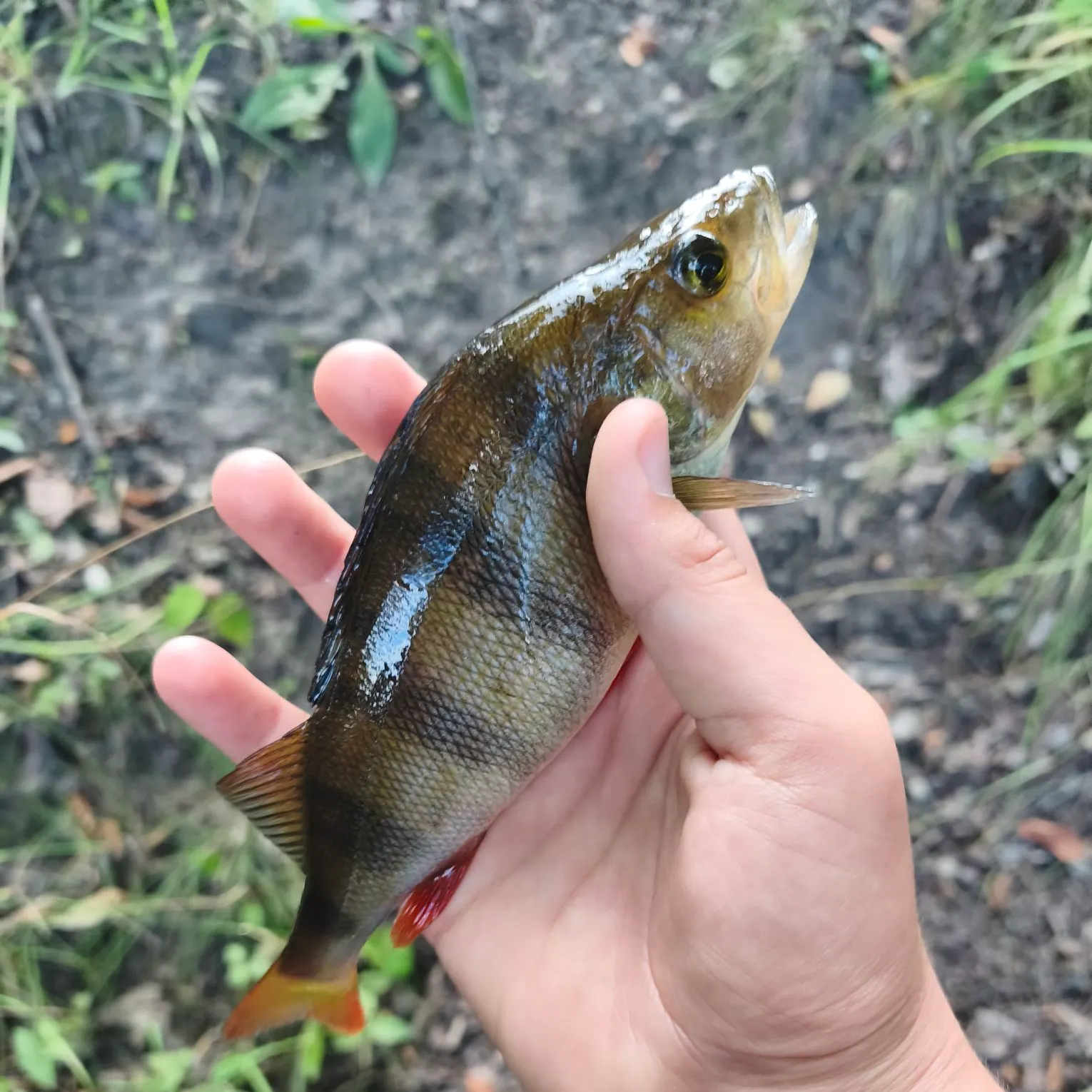 European perch caught on Fishbrain