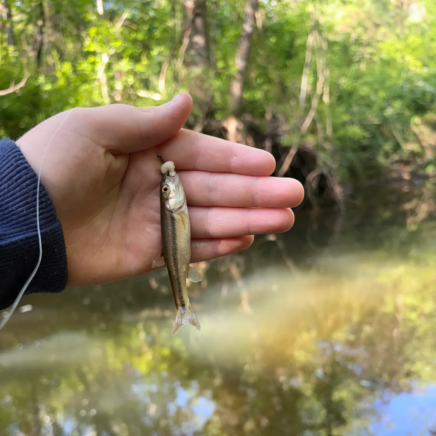 The most recent Creek chub catches on Fishbrain