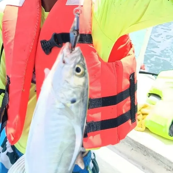 The most recent Pacific crevalle jack catches on Fishbrain