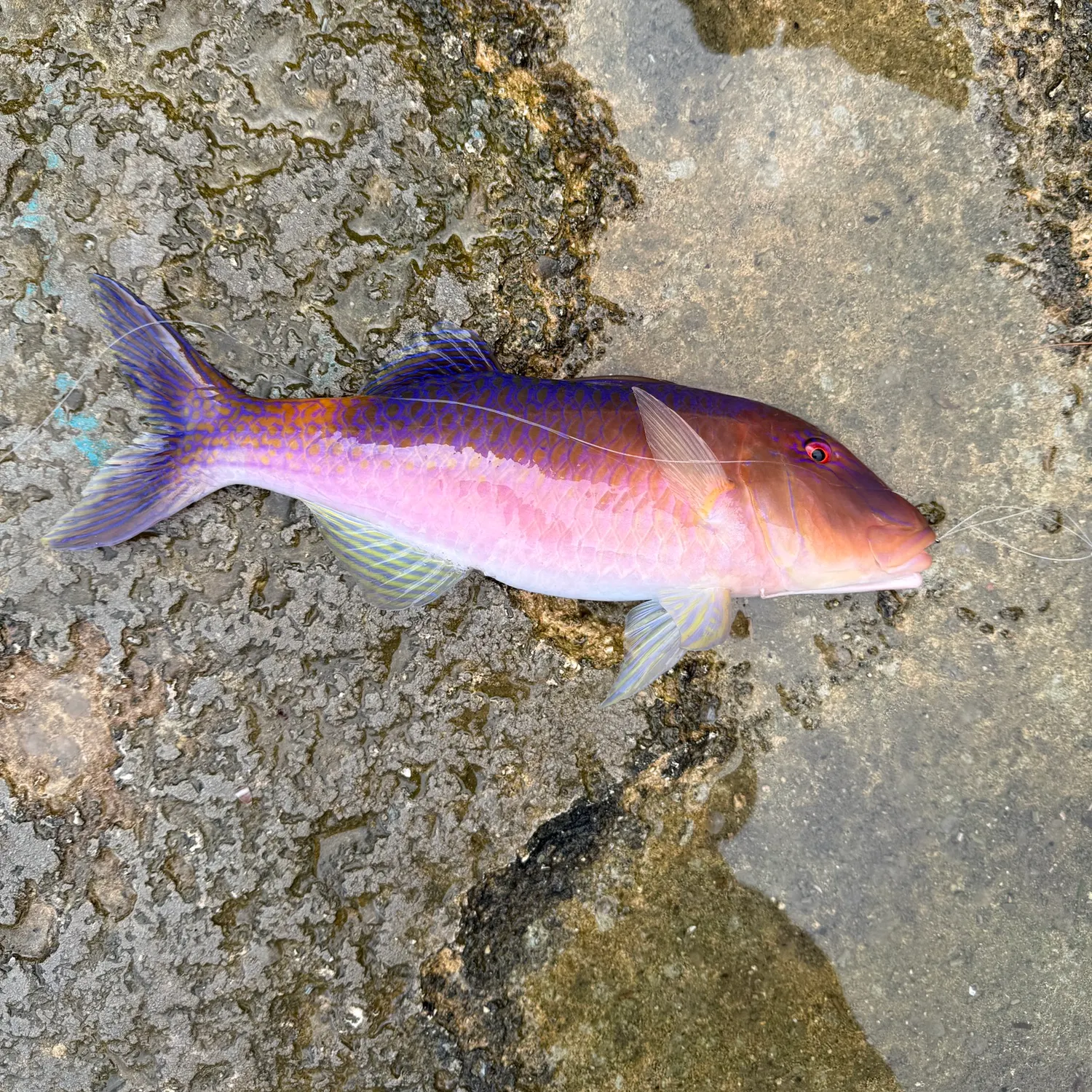 The most recent Spotted goatfish catches on Fishbrain