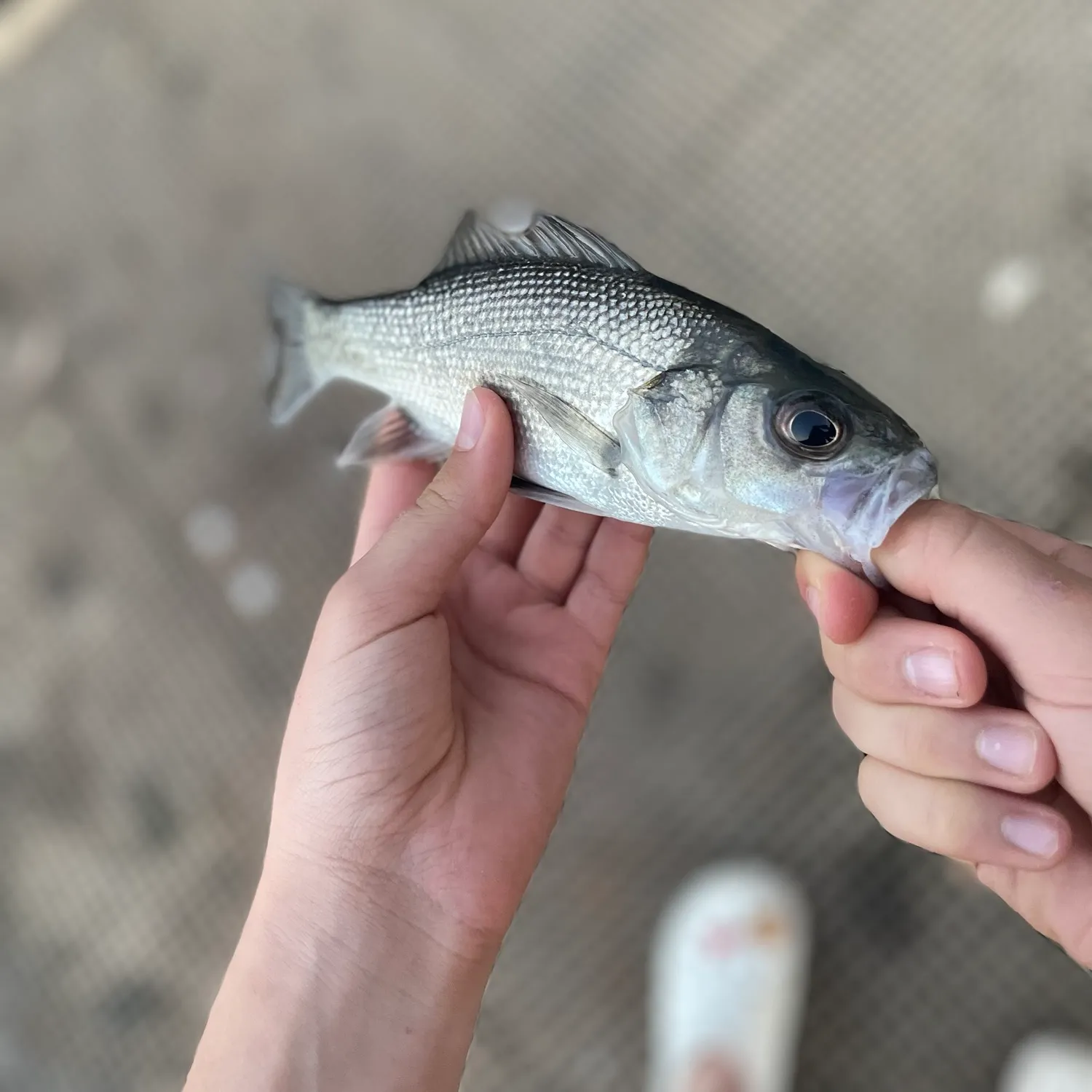 Australian bass caught on Fishbrain