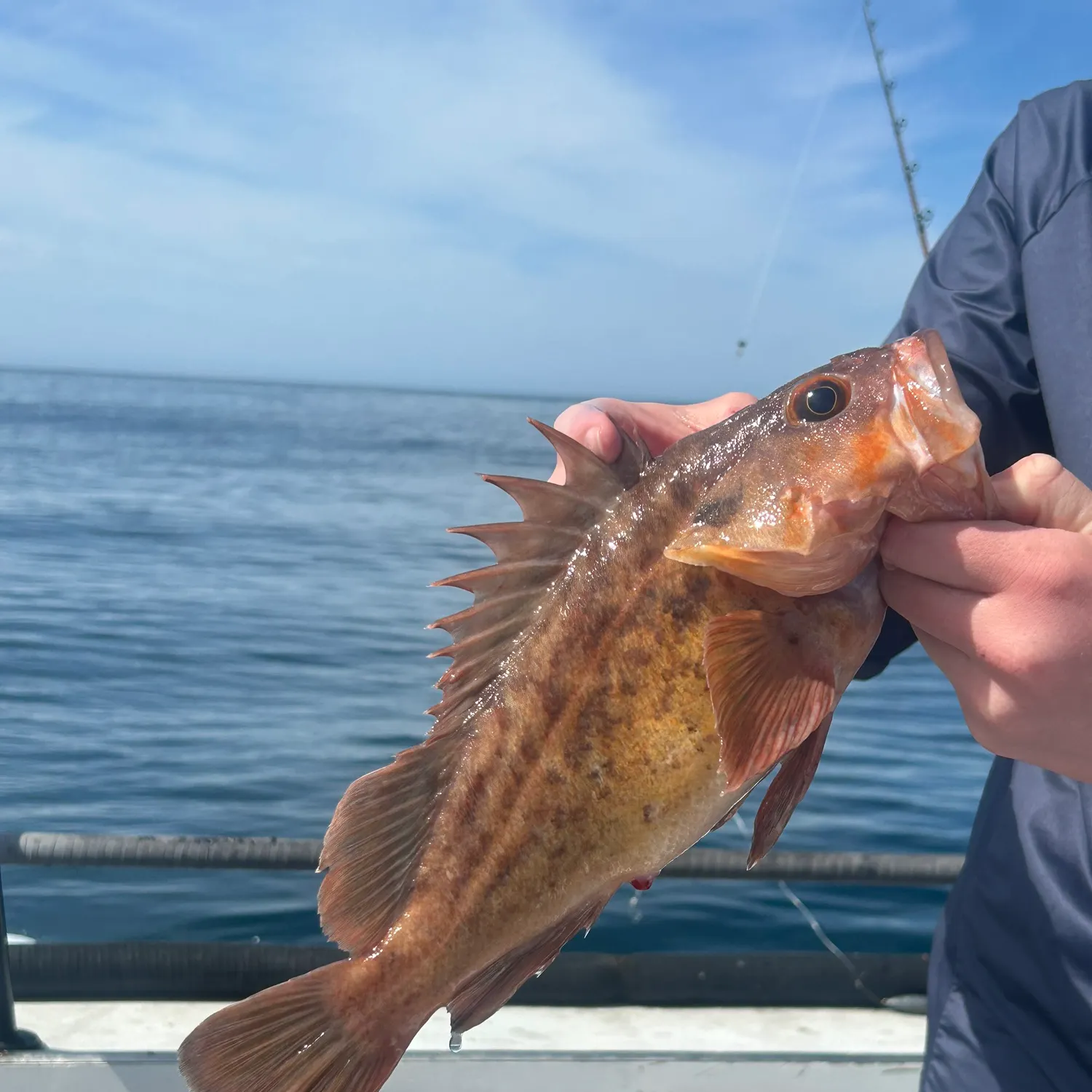 The most recent Brown rockfish catches on Fishbrain