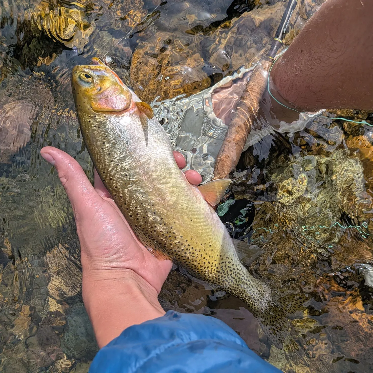 The most recent Westslope cutthroat trout catches on Fishbrain