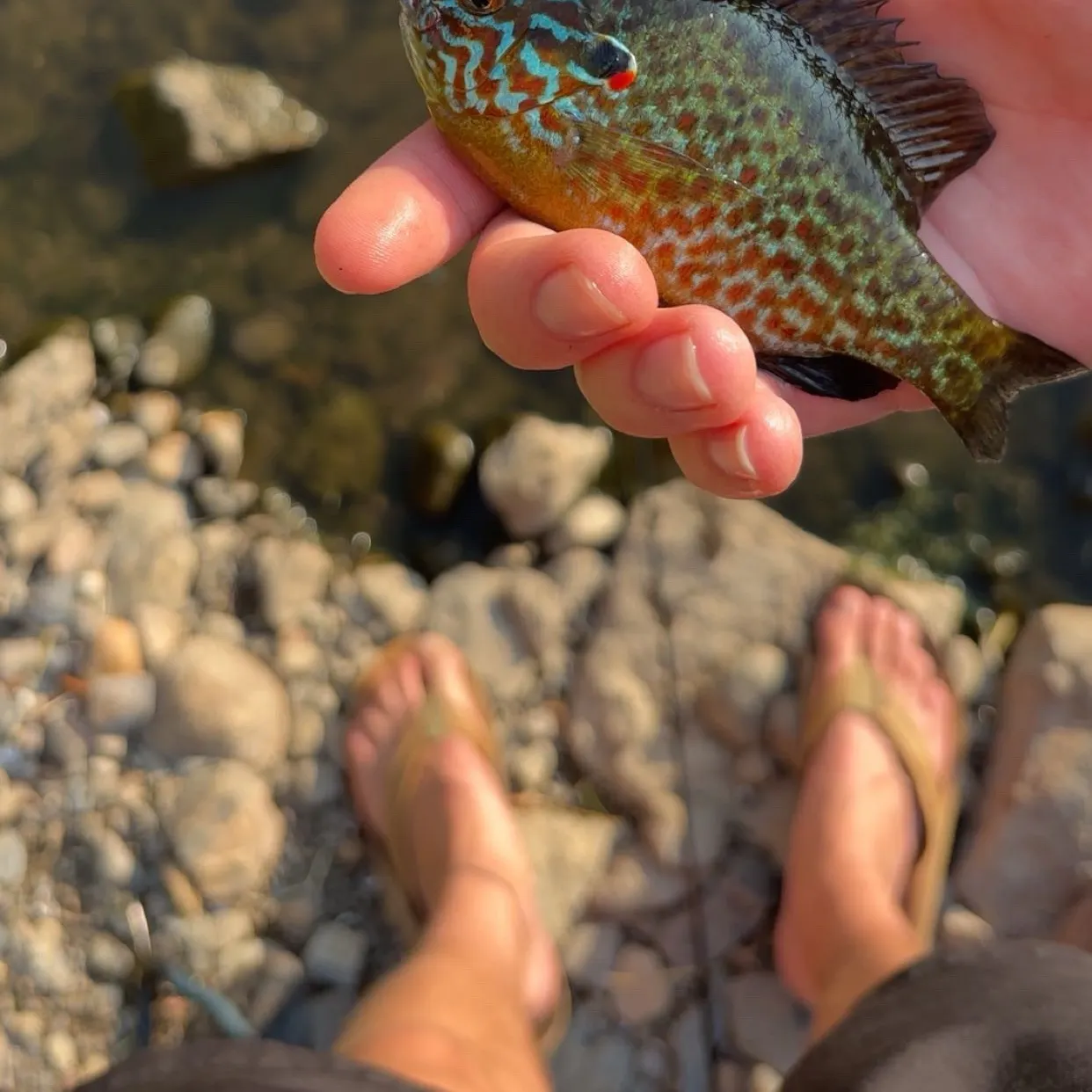 Pumpkinseed caught on Fishbrain