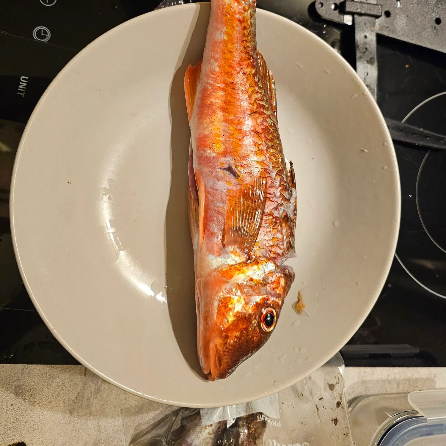 The most recent Striped red mullet catches on Fishbrain