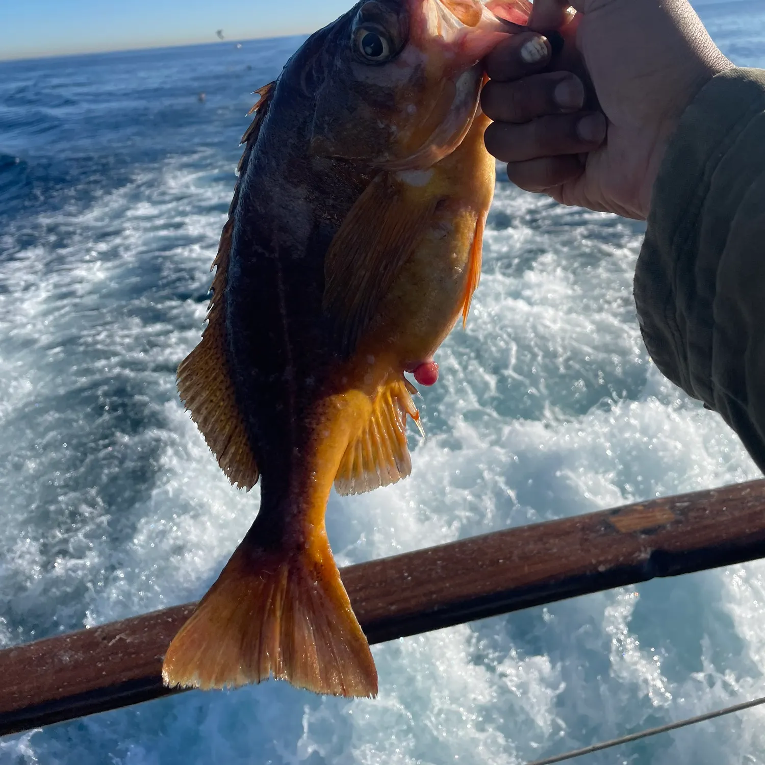 The most recent Bocaccio rockfish catches on Fishbrain
