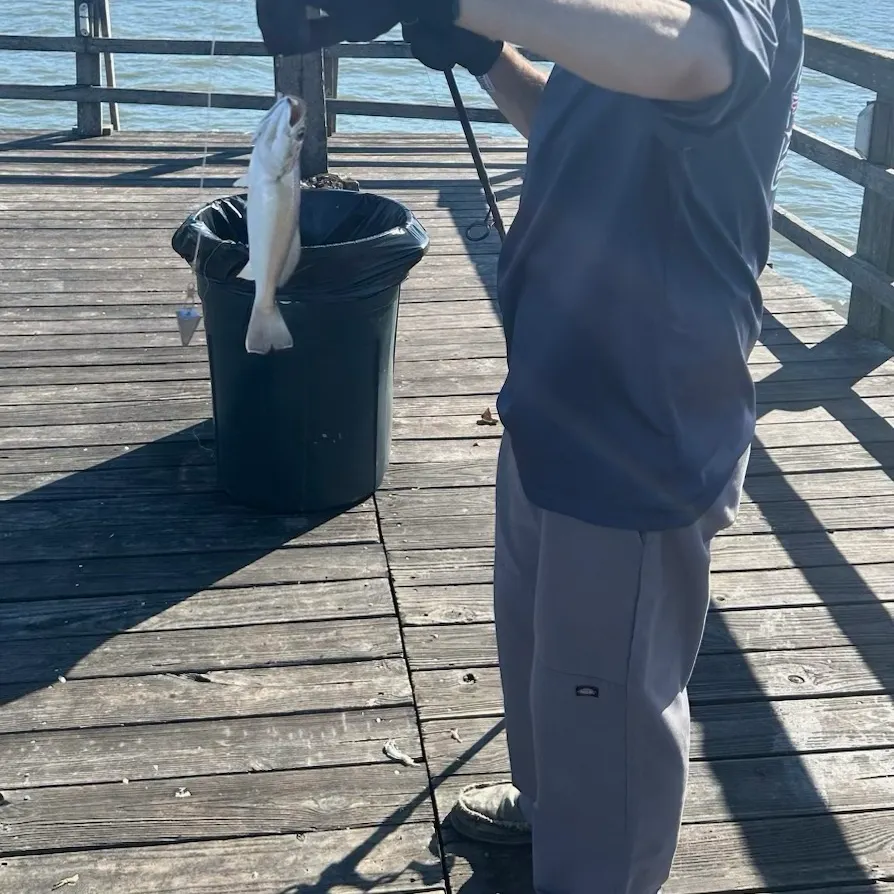 Gulf kingcroaker caught on Fishbrain