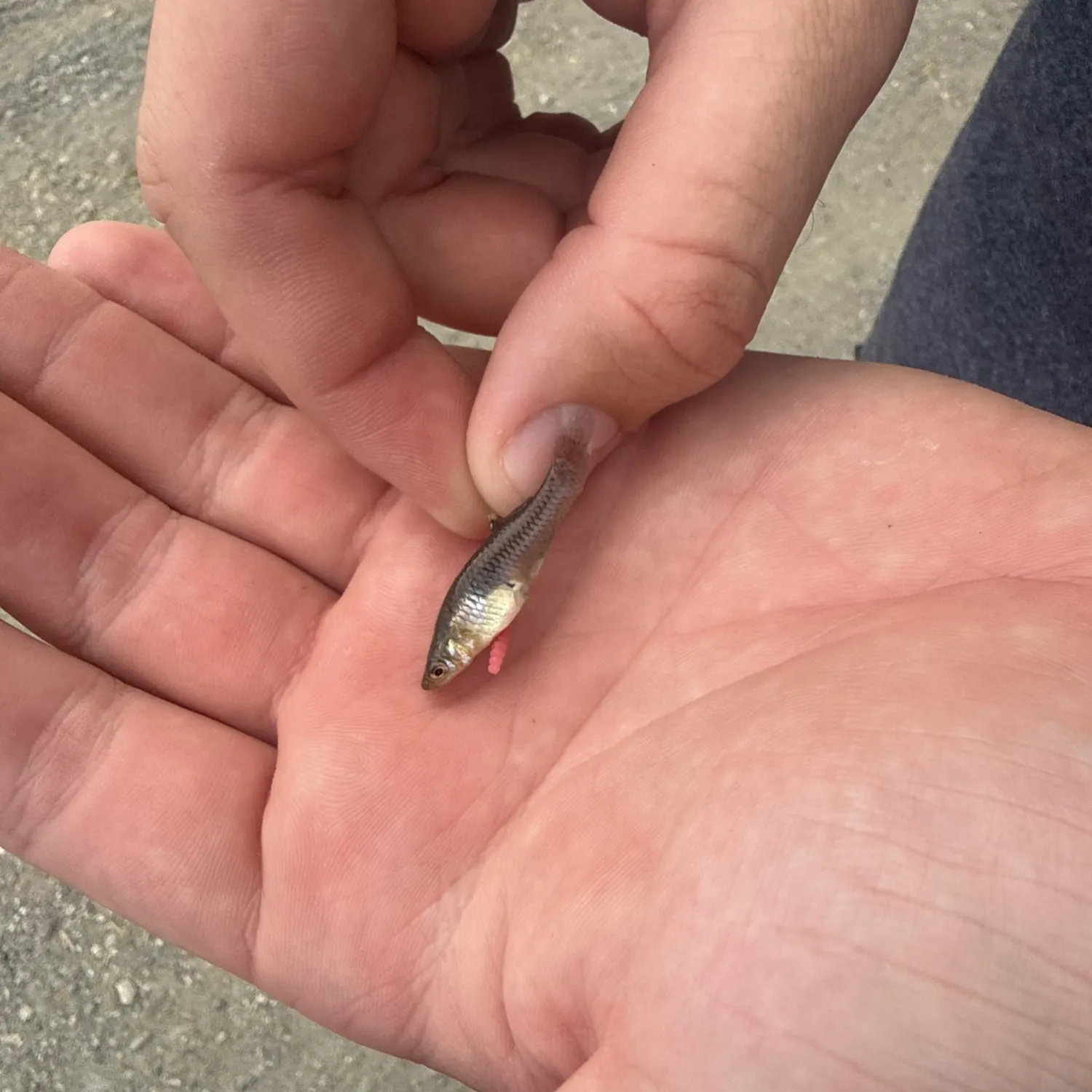 The most recent Sandbar shark catches on Fishbrain