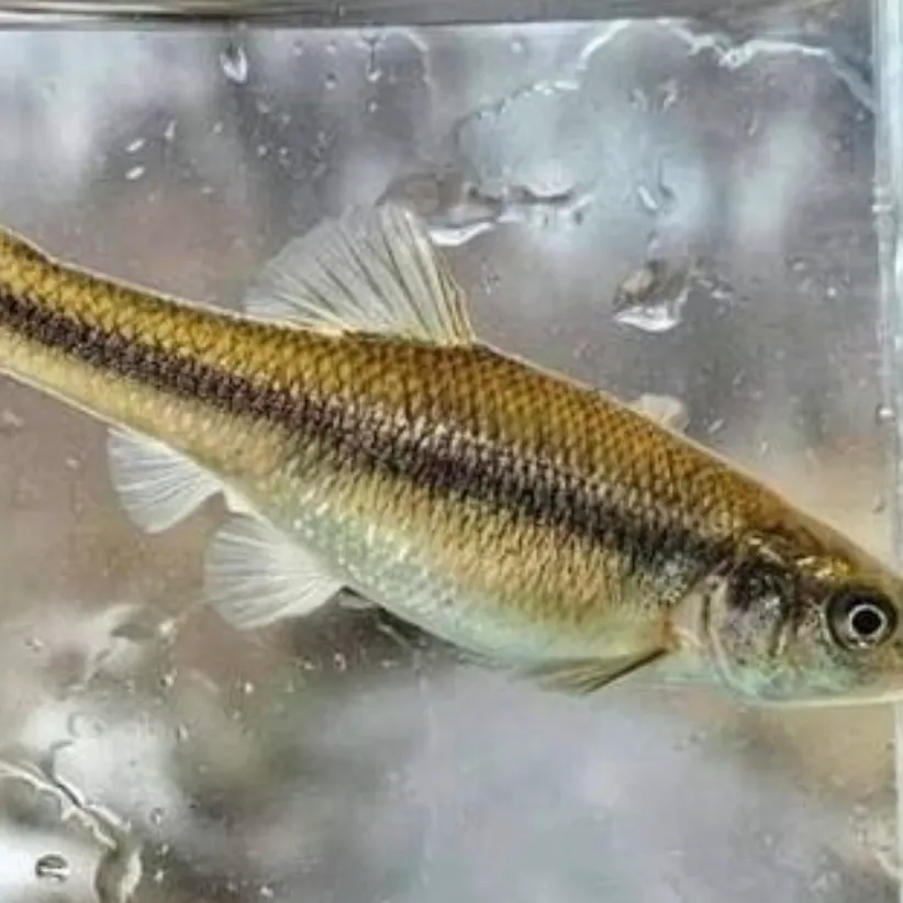 Fathead minnow caught on Fishbrain