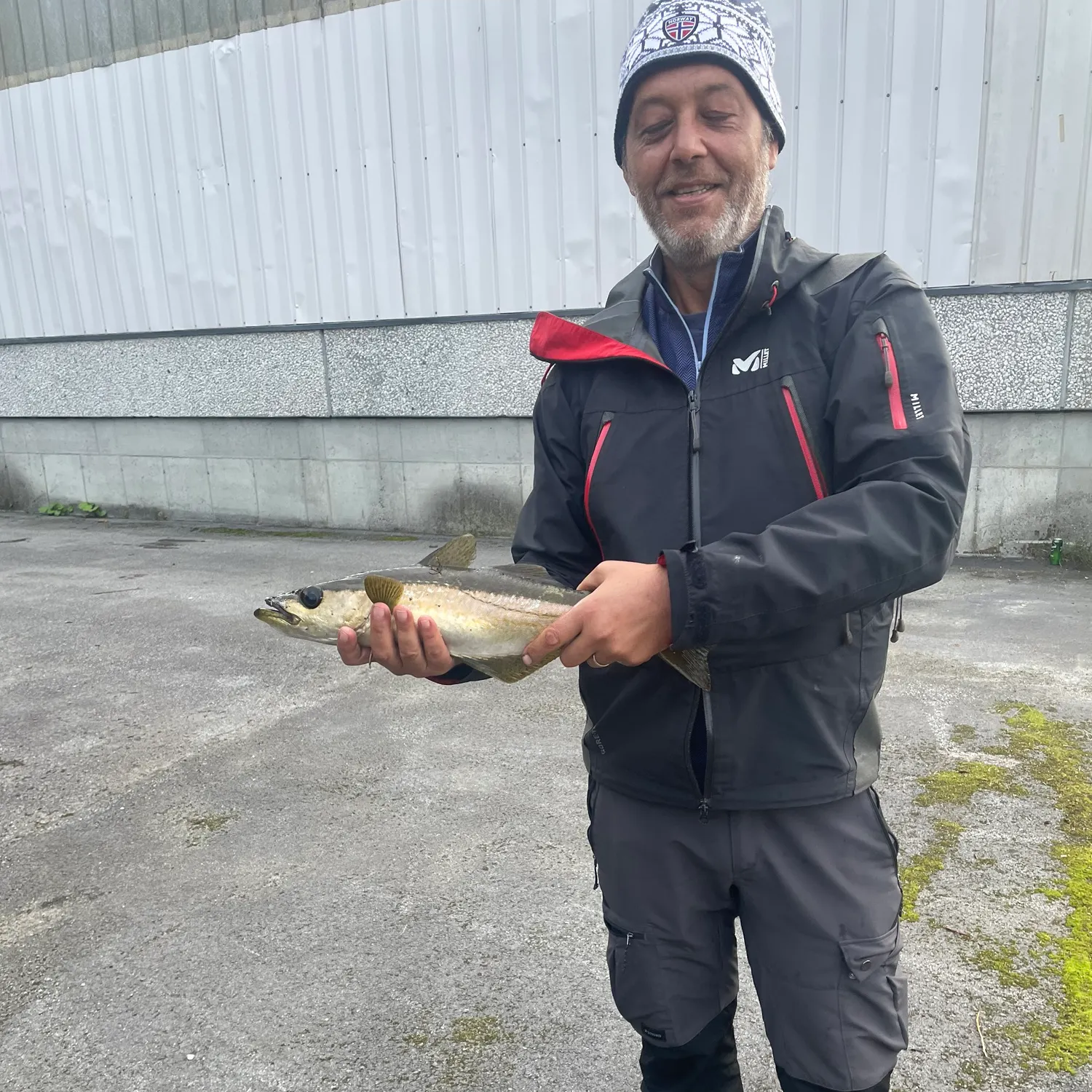 Pollack caught on Fishbrain