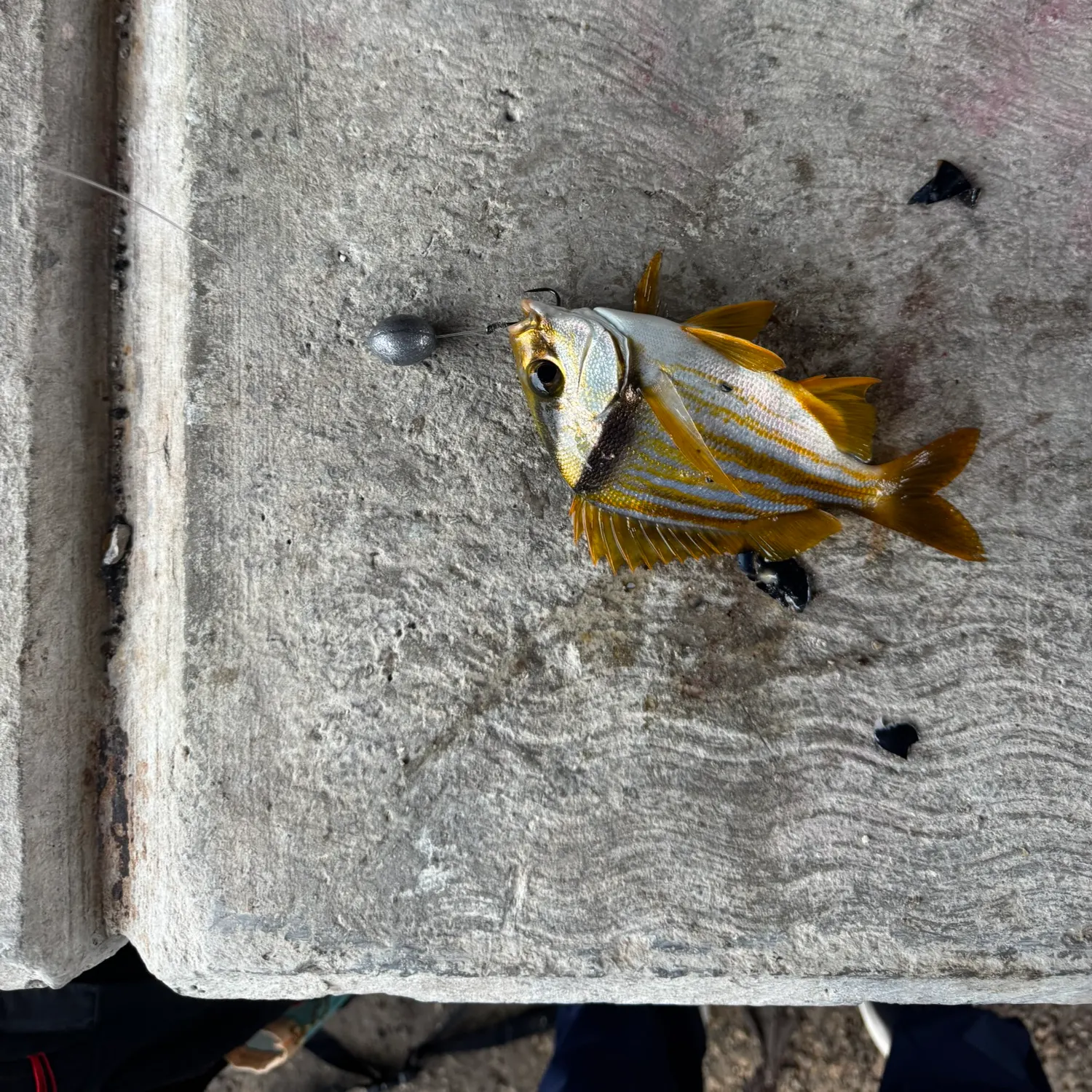 The most recent Atlantic porkfish catches on Fishbrain