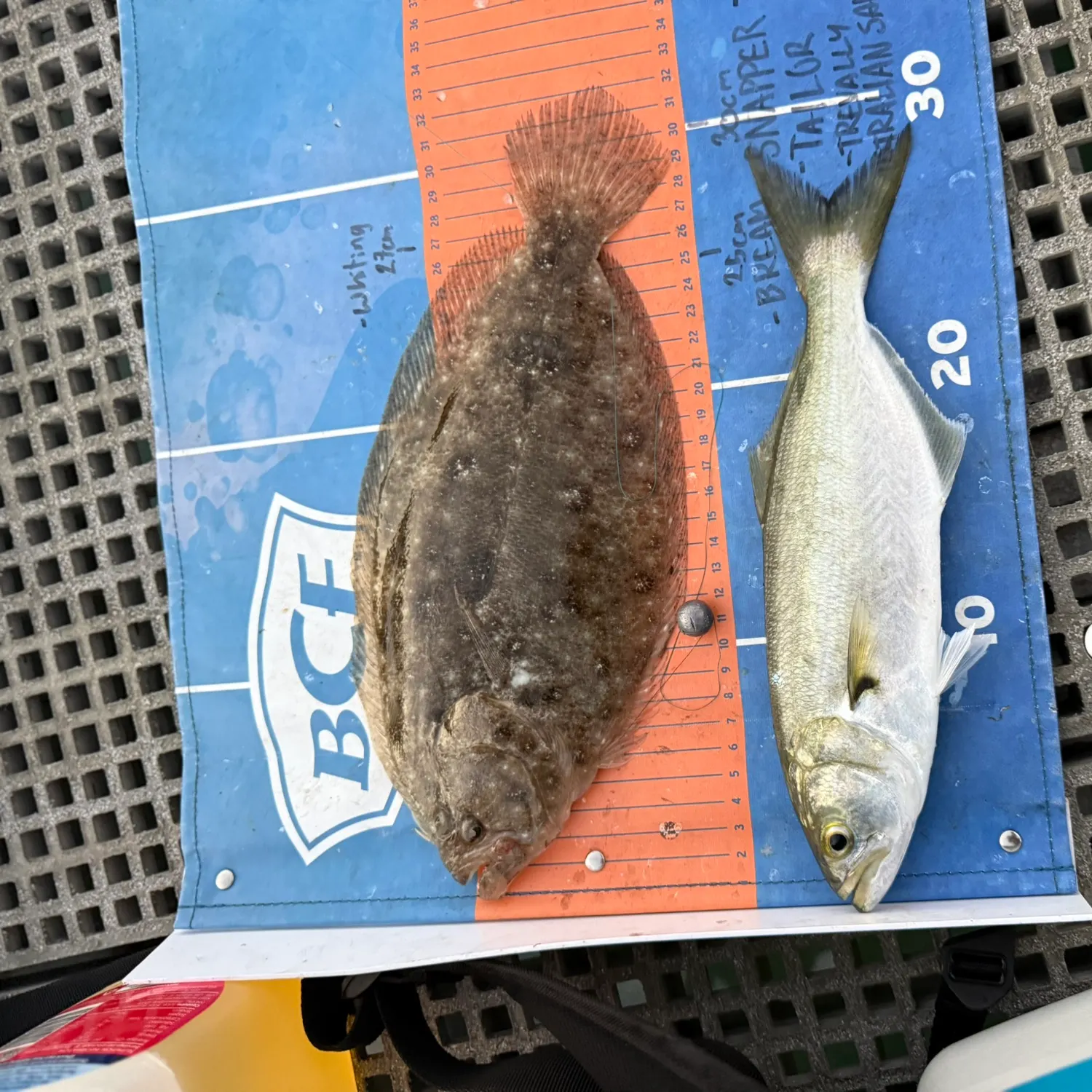 The most recent Stone Flounder catches on Fishbrain
