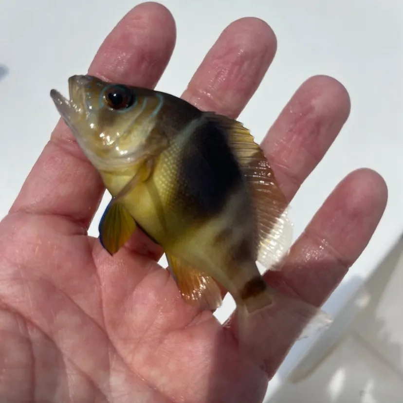 The most recent Barred hamlet catches on Fishbrain