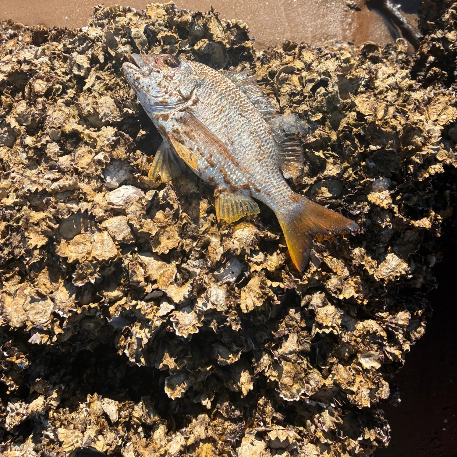 Surf bream caught on Fishbrain