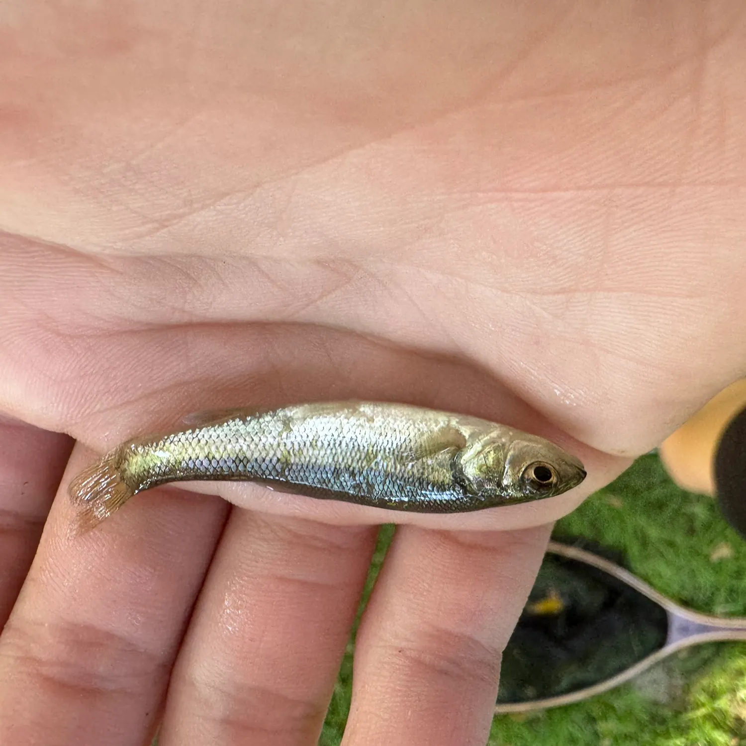 Creek chub caught on Fishbrain