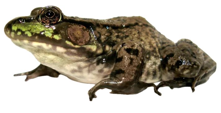 Green frog