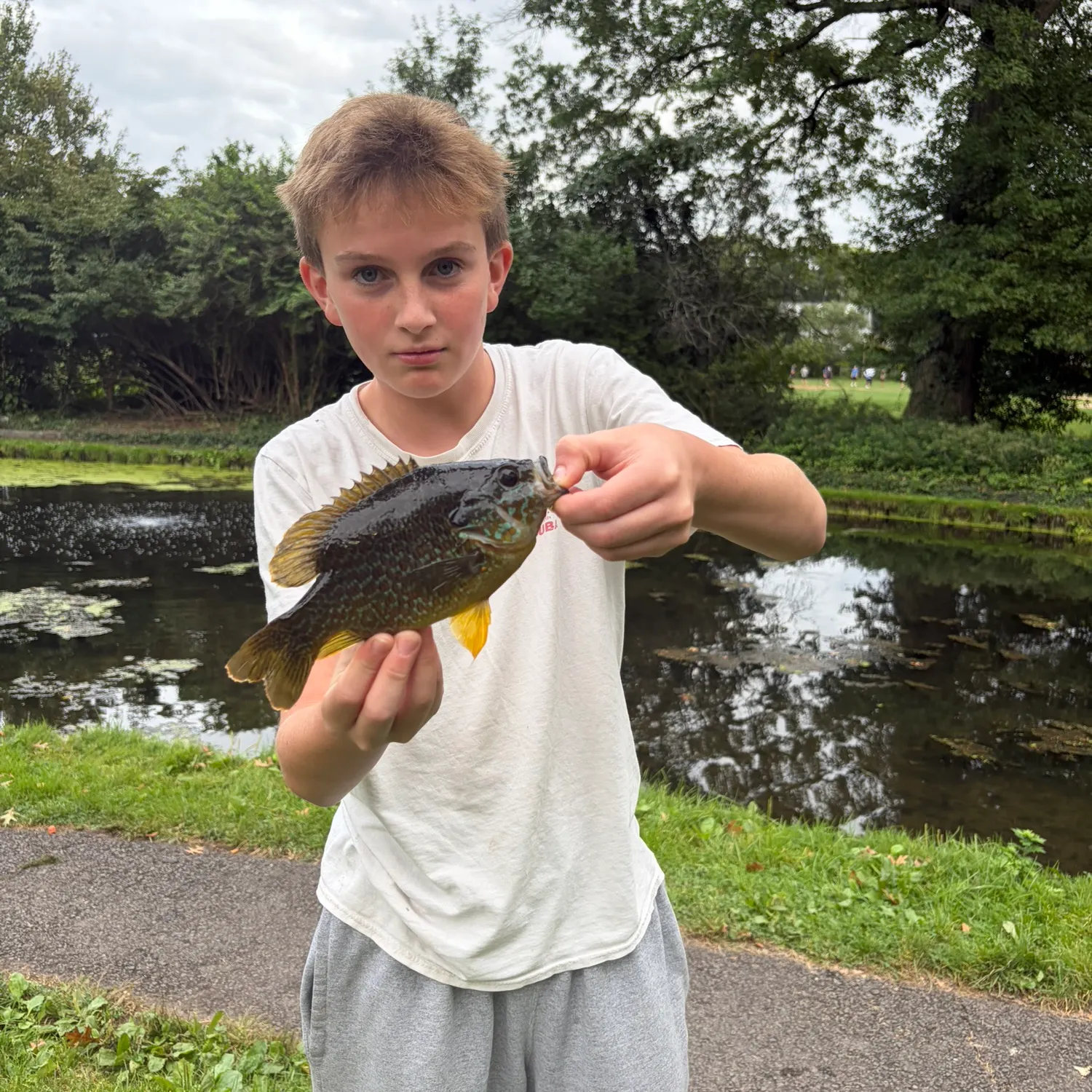 Greengill hybrid caught on Fishbrain