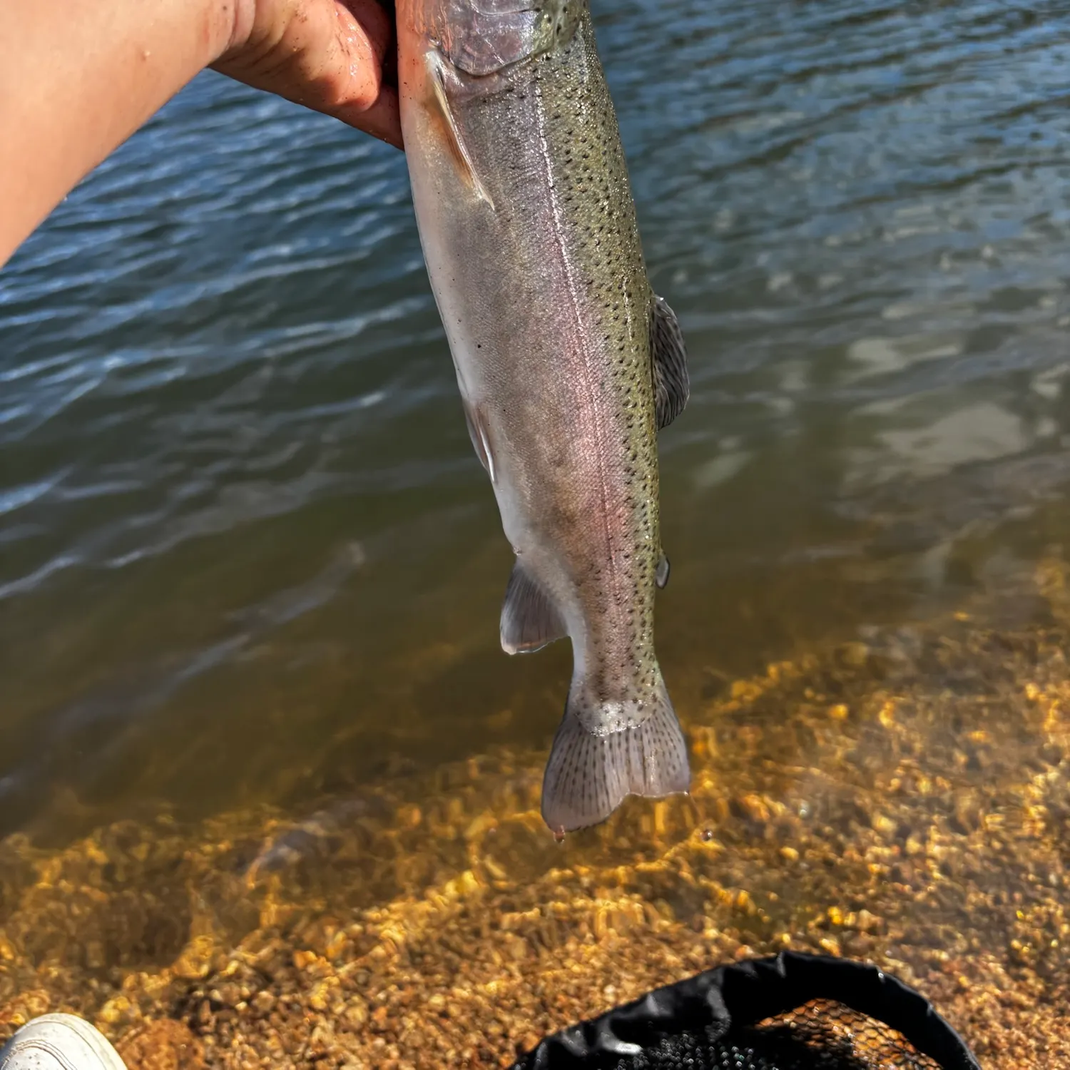 Rainbow trout caught on Fishbrain