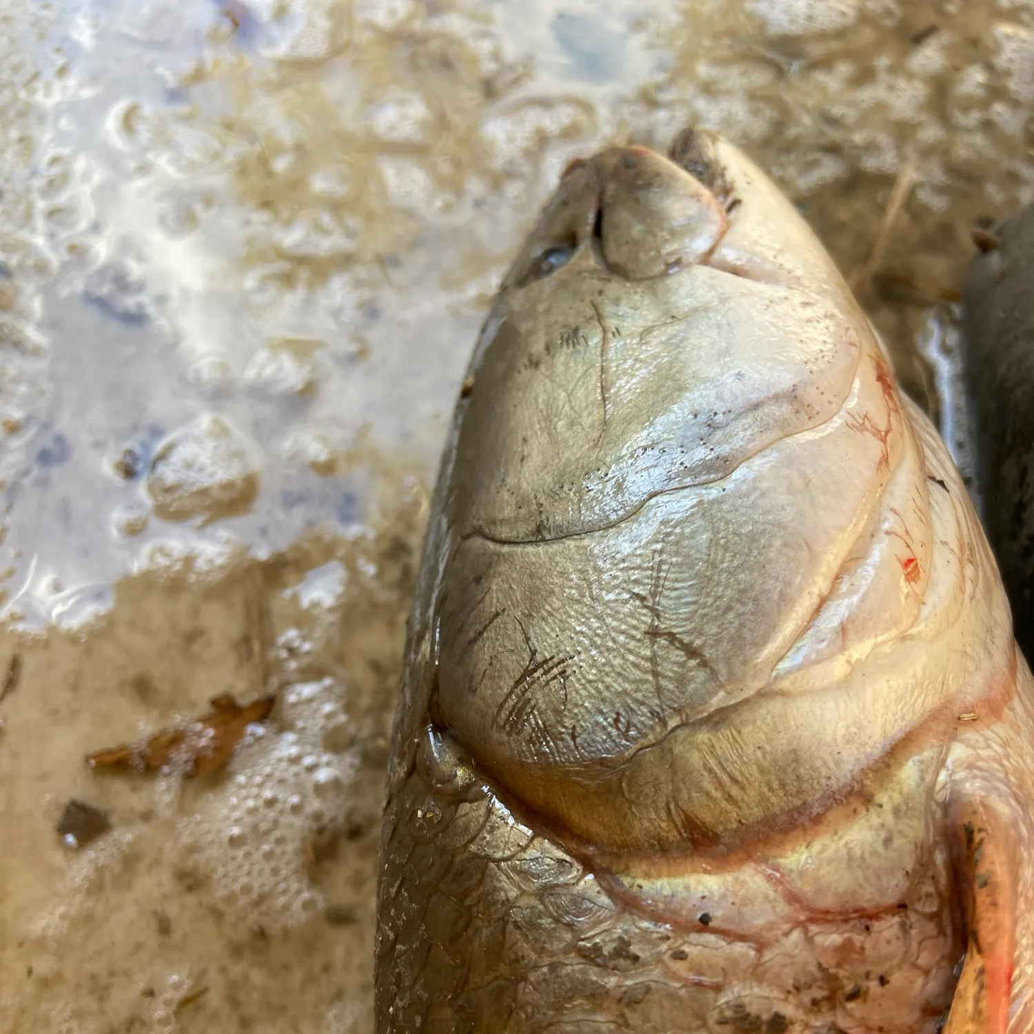 Eyetail bowfin caught on Fishbrain