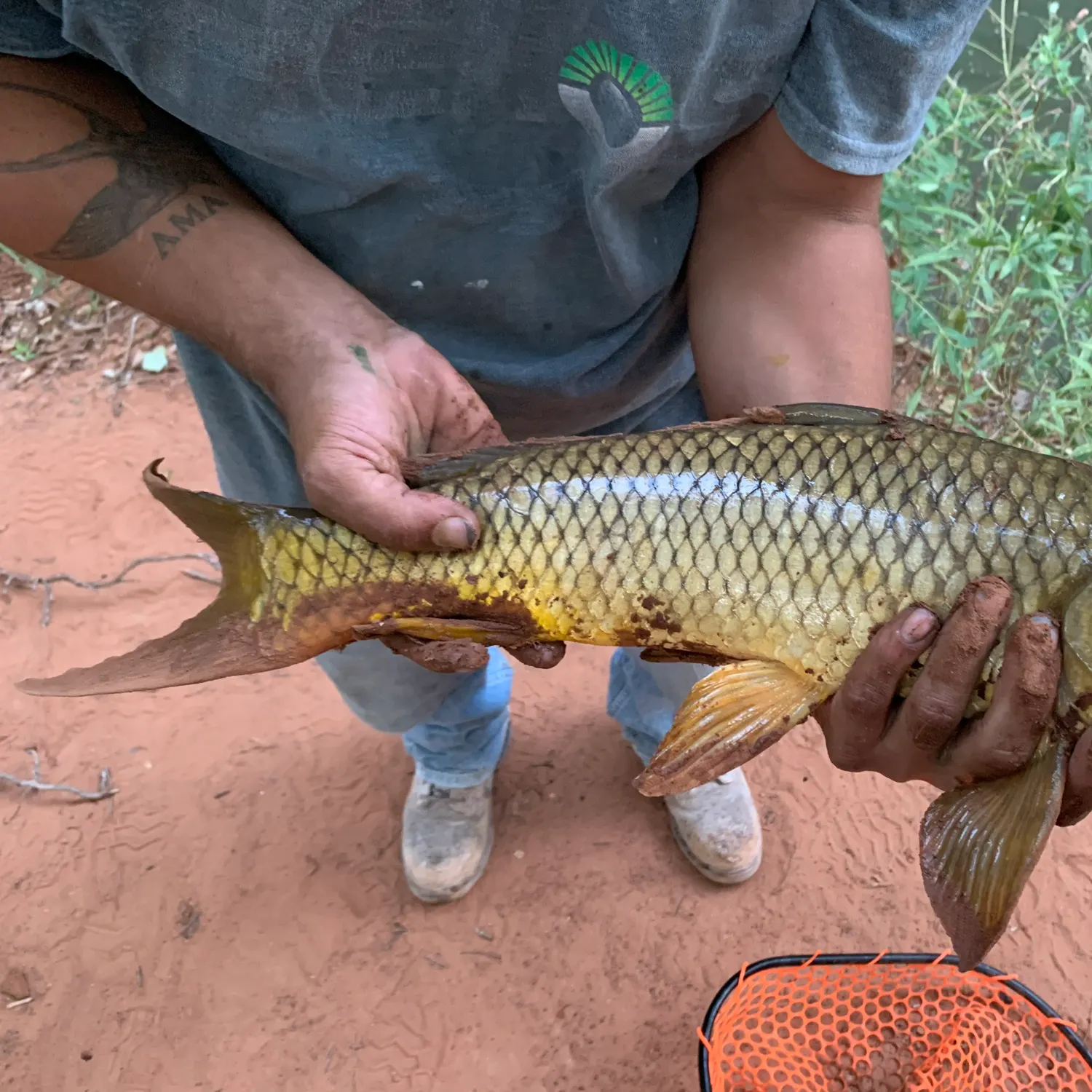 Common carp caught on Fishbrain