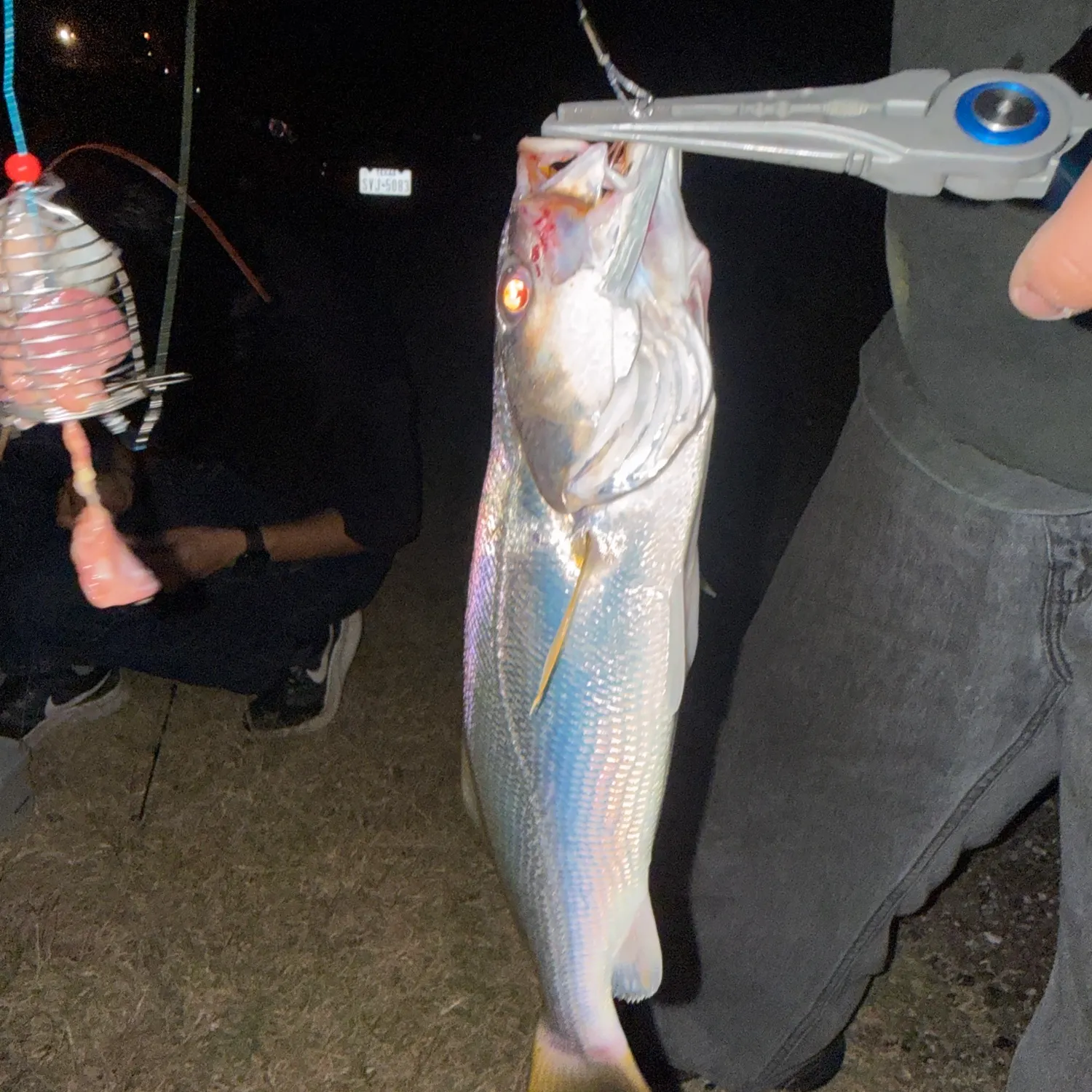 Sand seatrout caught on Fishbrain