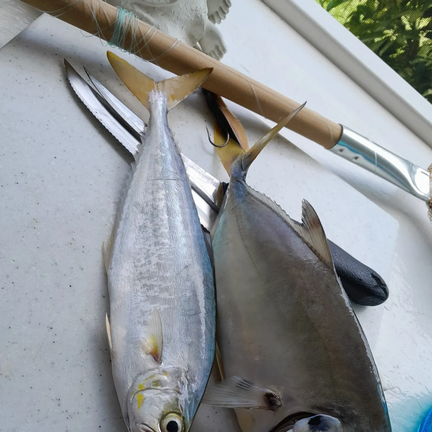 The most recent Crevalle jack catches on Fishbrain