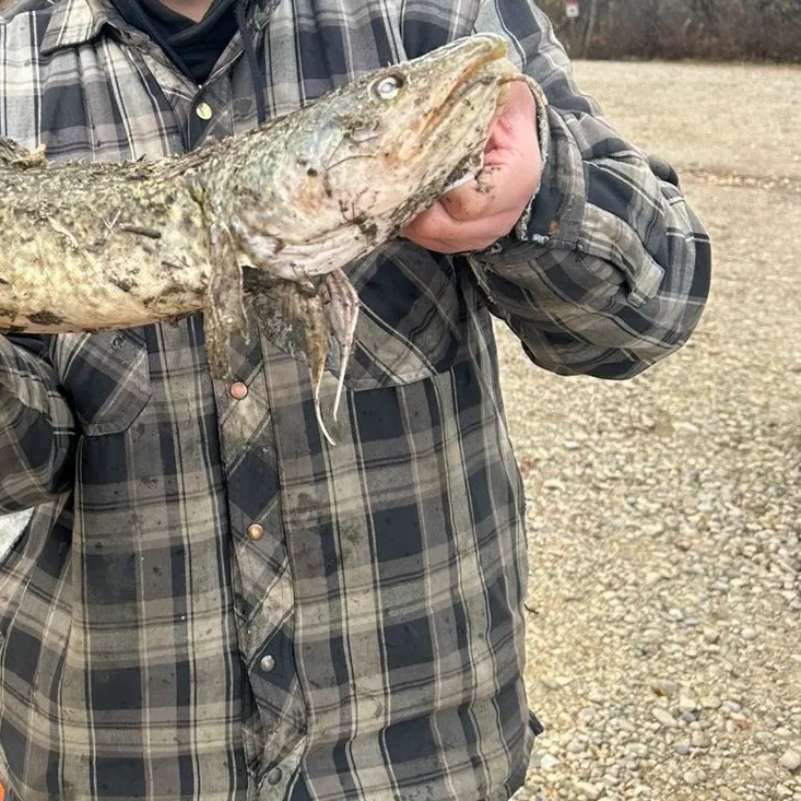 Burbot caught on Fishbrain