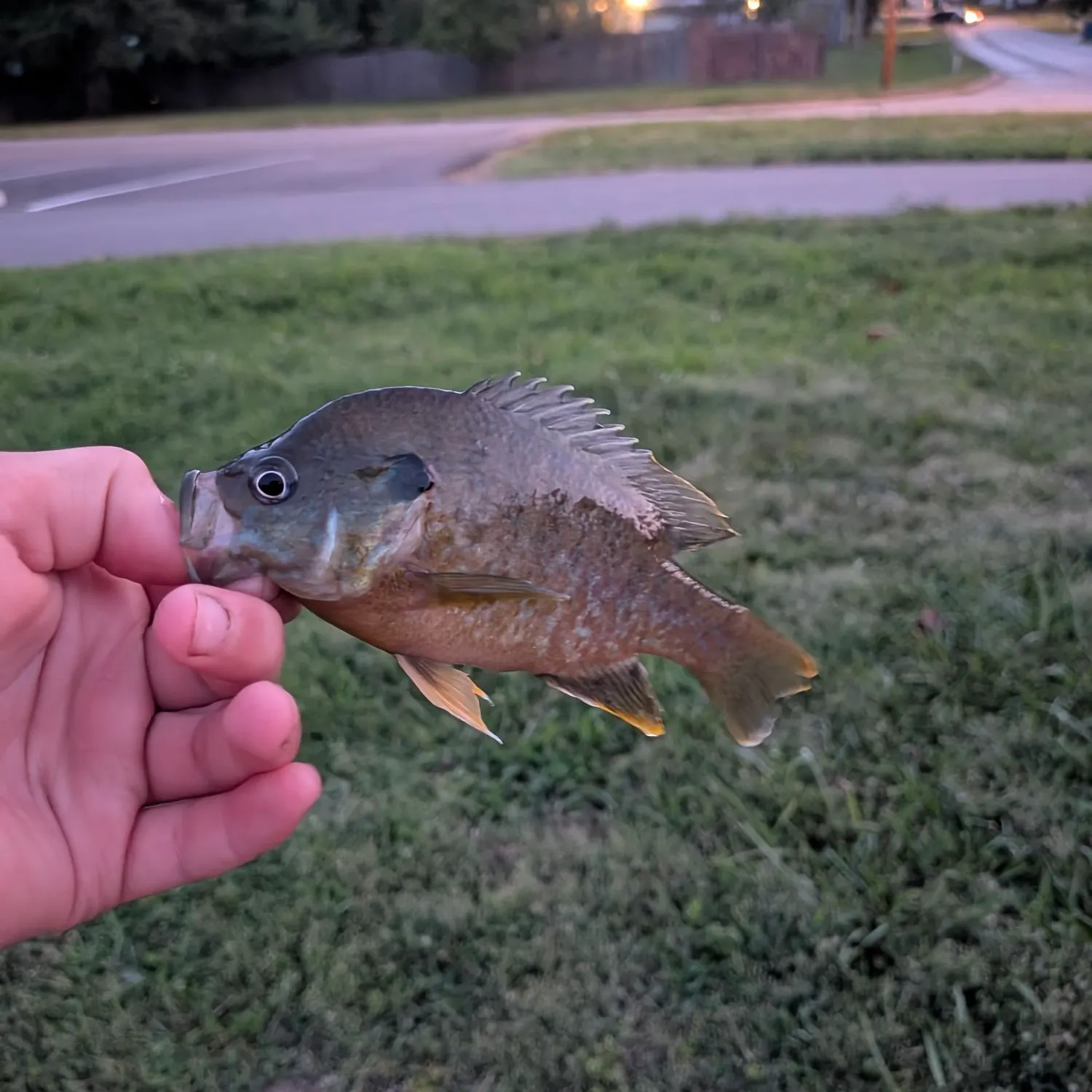 catch