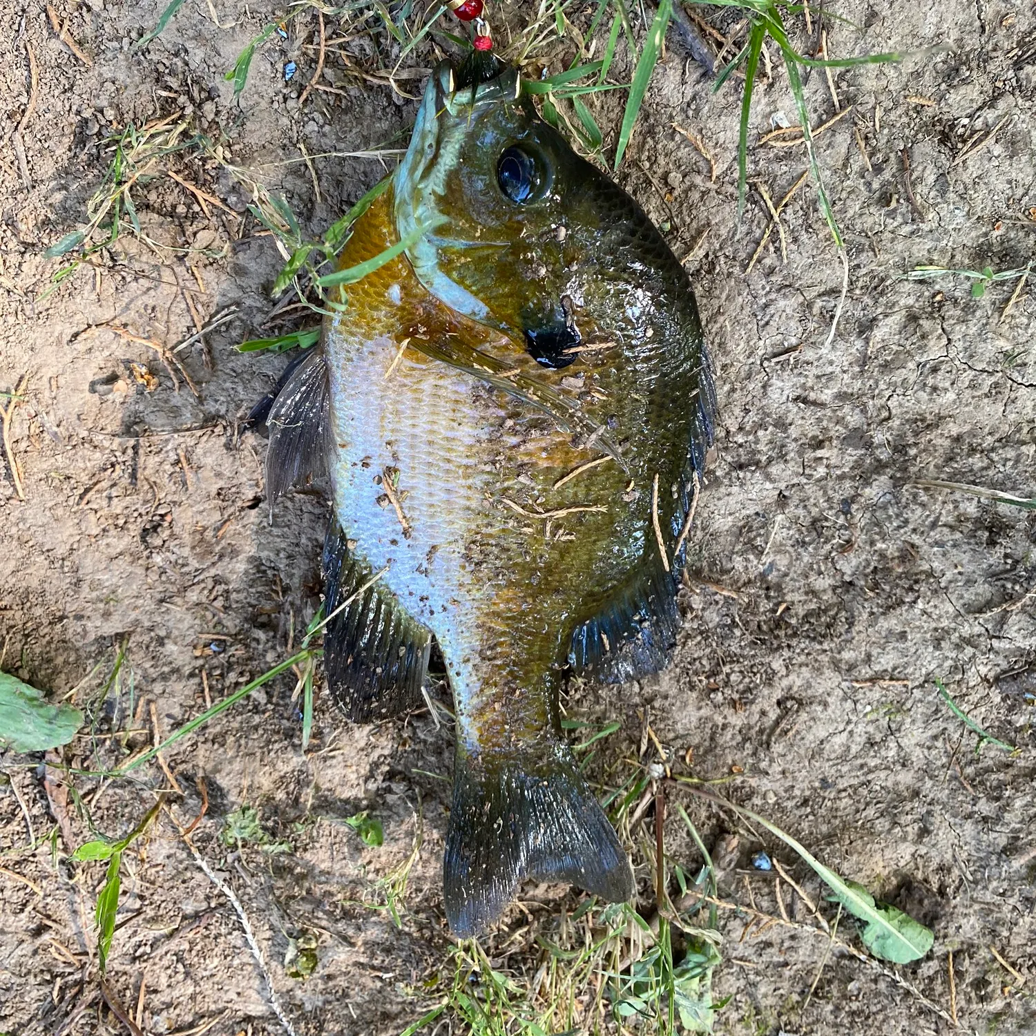 angler catch