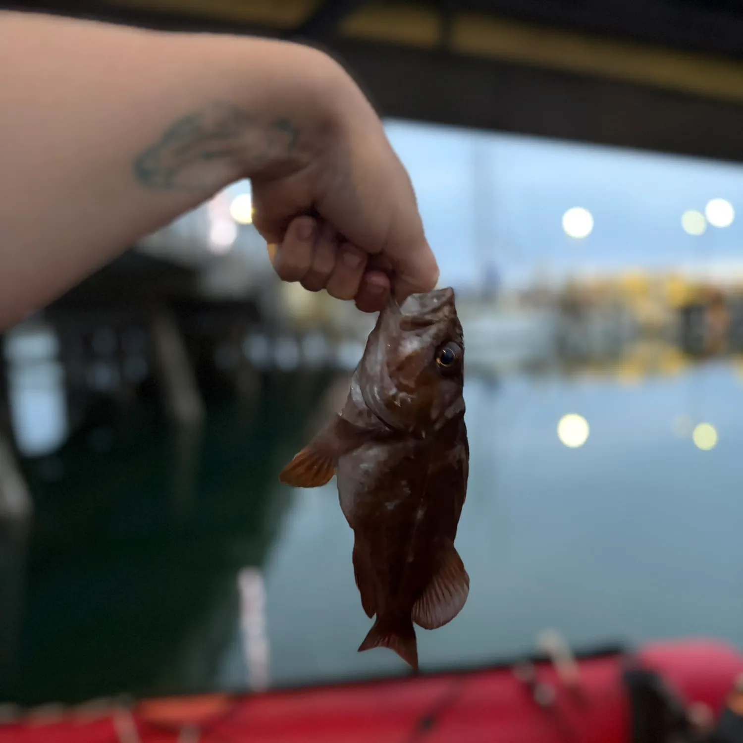The most recent Copper rockfish catches on Fishbrain