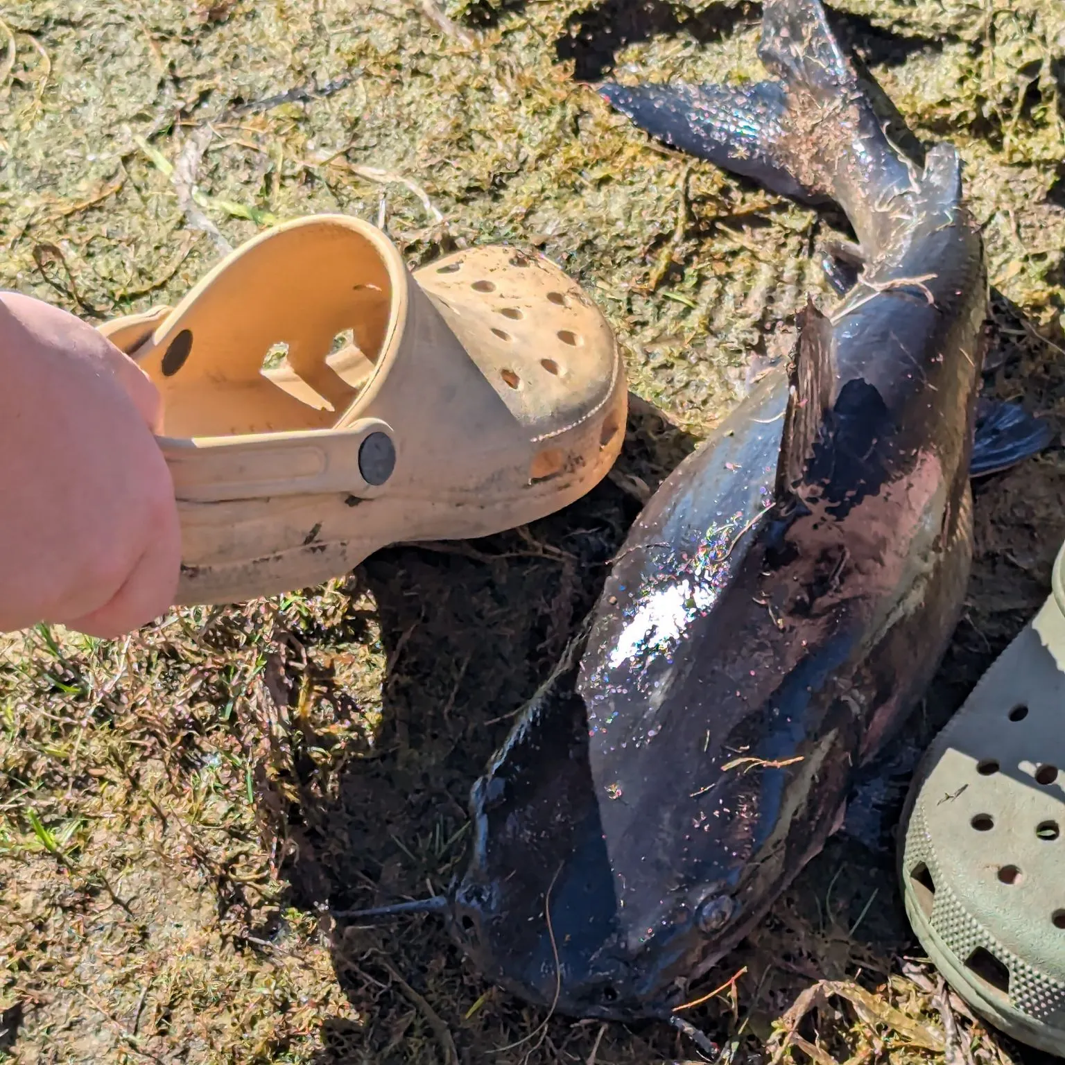 The most recent Blue salmon catfish catches on Fishbrain