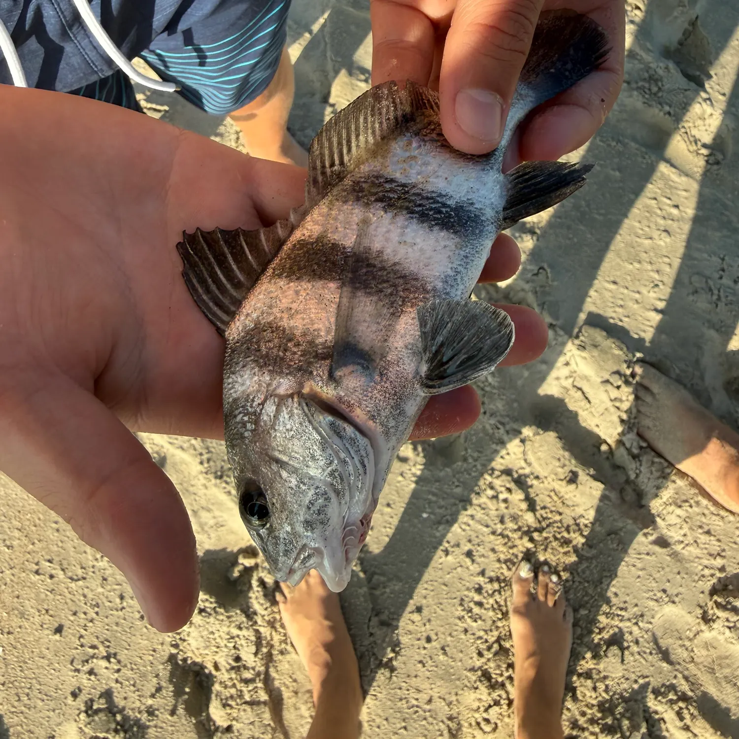 Black drum caught on Fishbrain