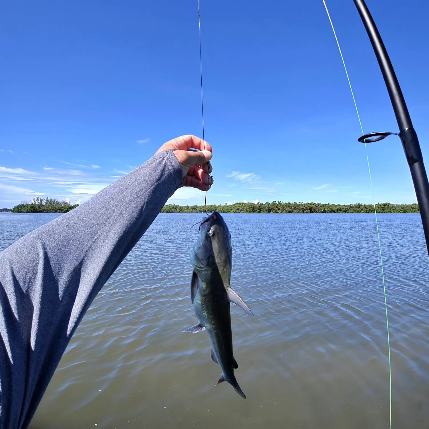 Gafftopsail sea catfish caught on Fishbrain