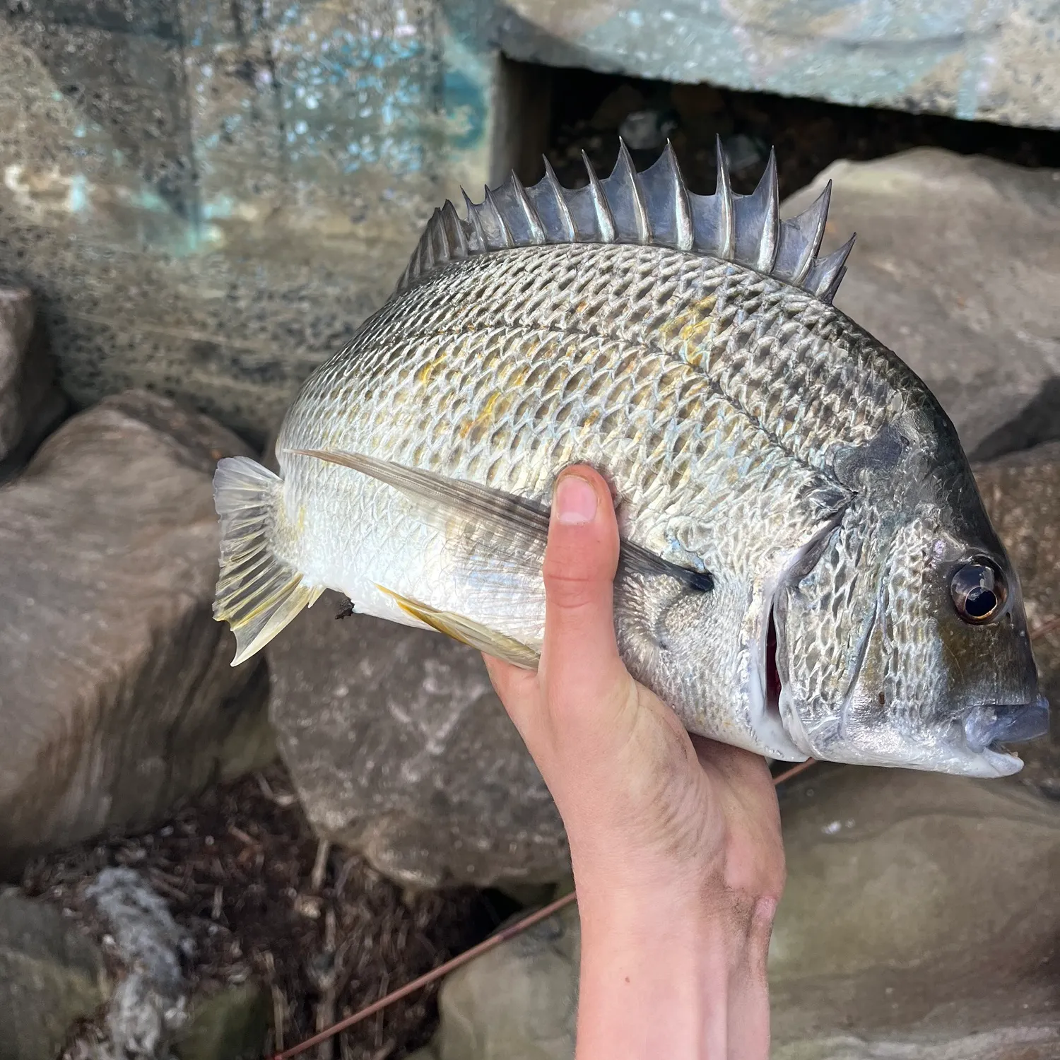 catch